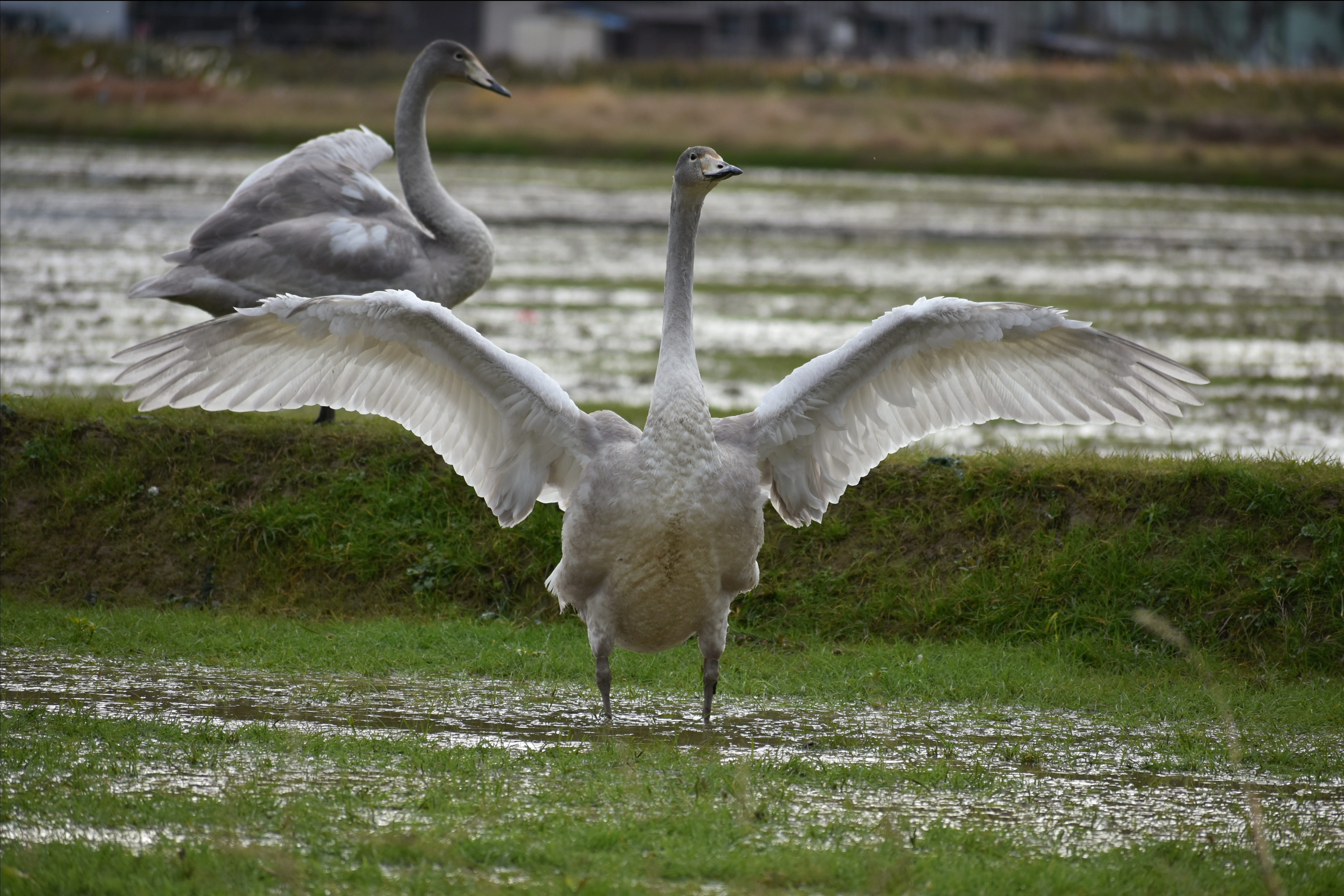 paddy field, animal, wings, vertebrate, landscape, focus on foreground, 5K, fields, group of animals, white color, no people, wild birds, day, travel, HD Wallpaper