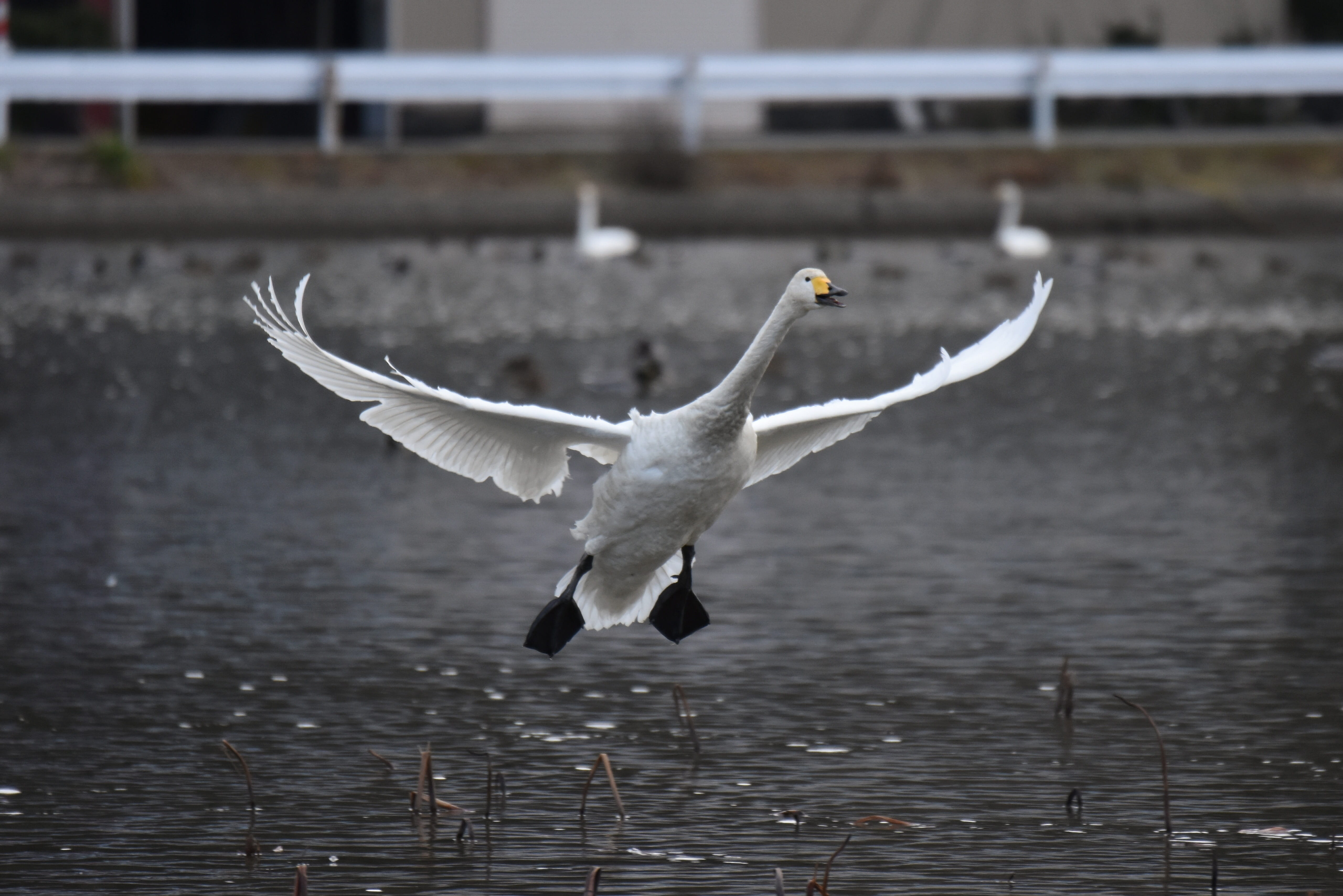 waterfowl, winter, flying, animal, outdoors, no people, seagull, video high chou, travel, seasonal, animals in the wild, flight, vertebrate, day, animal themes, HD Wallpaper