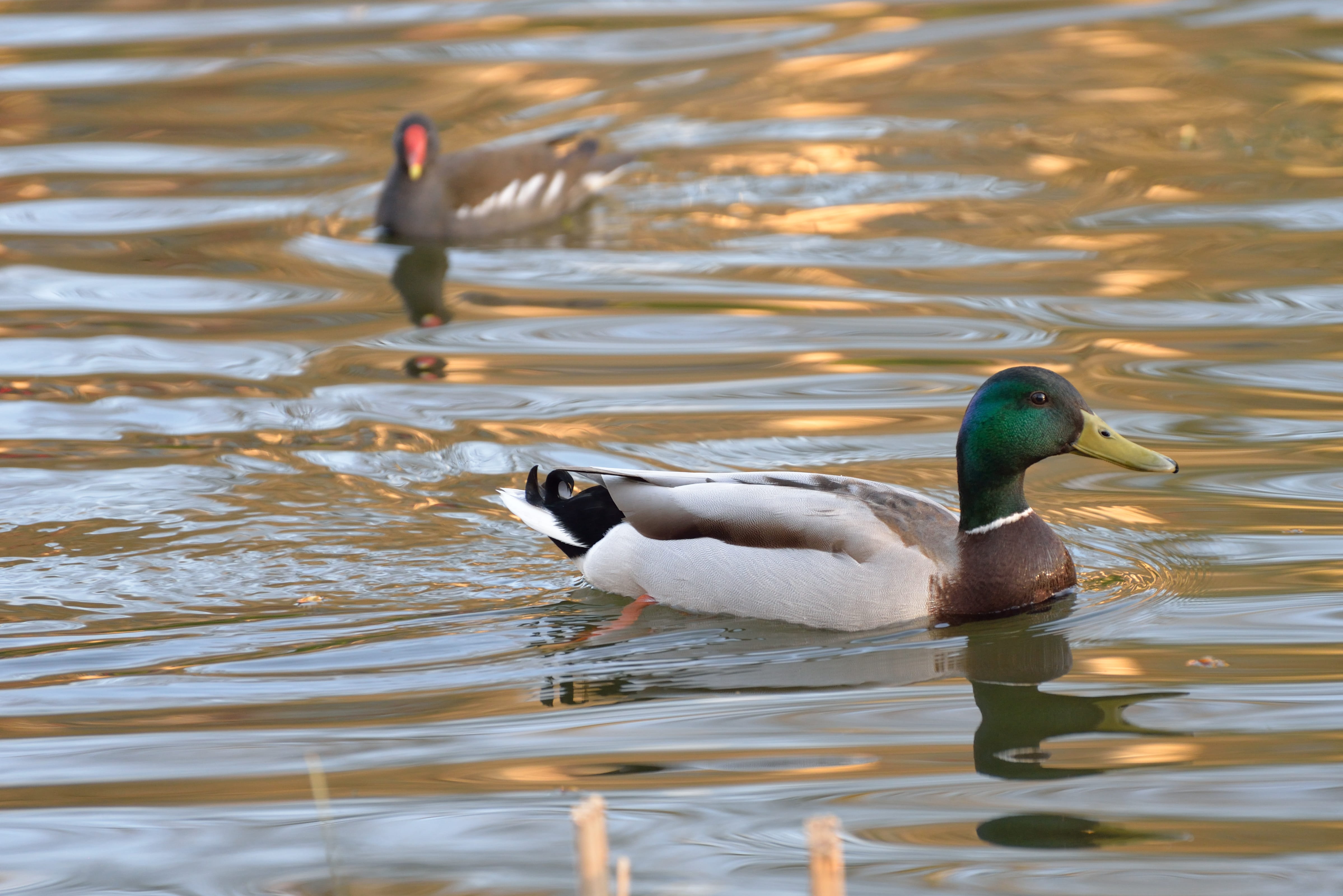 duck necklace, day, one animal, vertebrate, floating on water, male animal, animals in the wild, no people, bird, ave, common coot, waterfront, waterside, HD Wallpaper