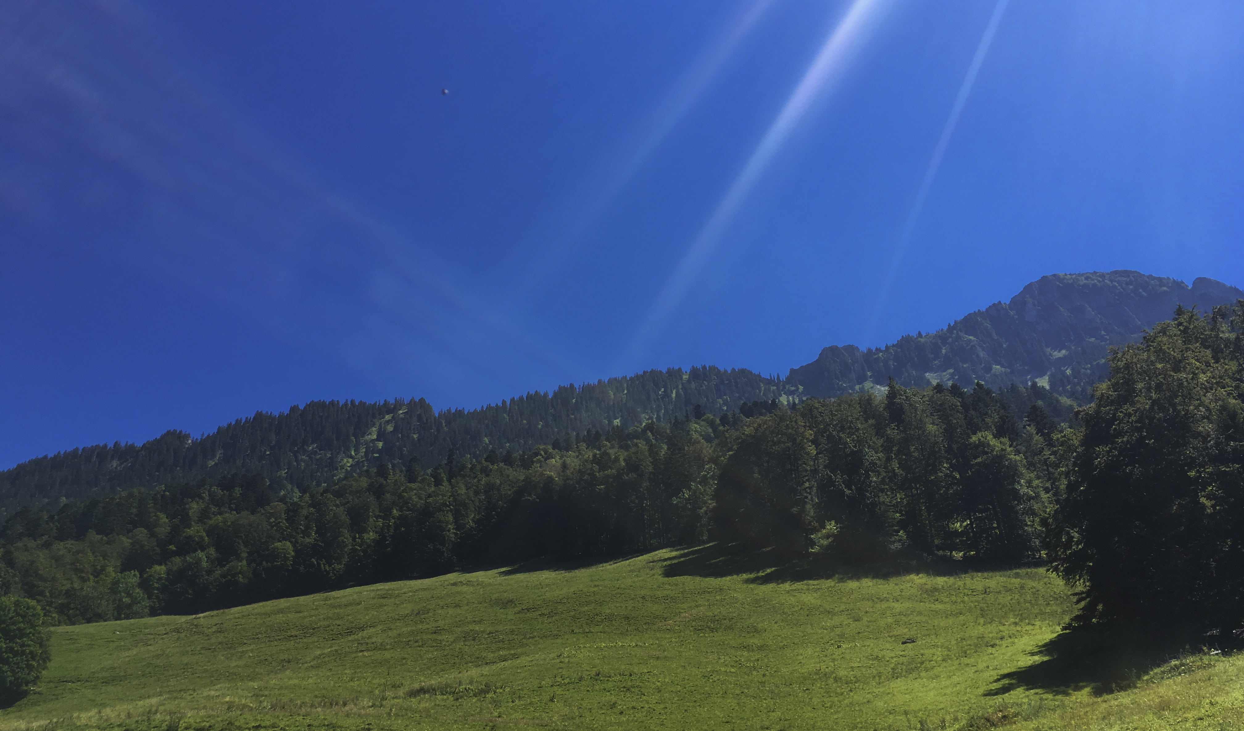 forest, plant, pine tree, gruyère, environment, pine woodland, nature, 4K, no people, blue, land, tranquil scene, switzerland, idyllic, mountain, non-urban scene, HD Wallpaper
