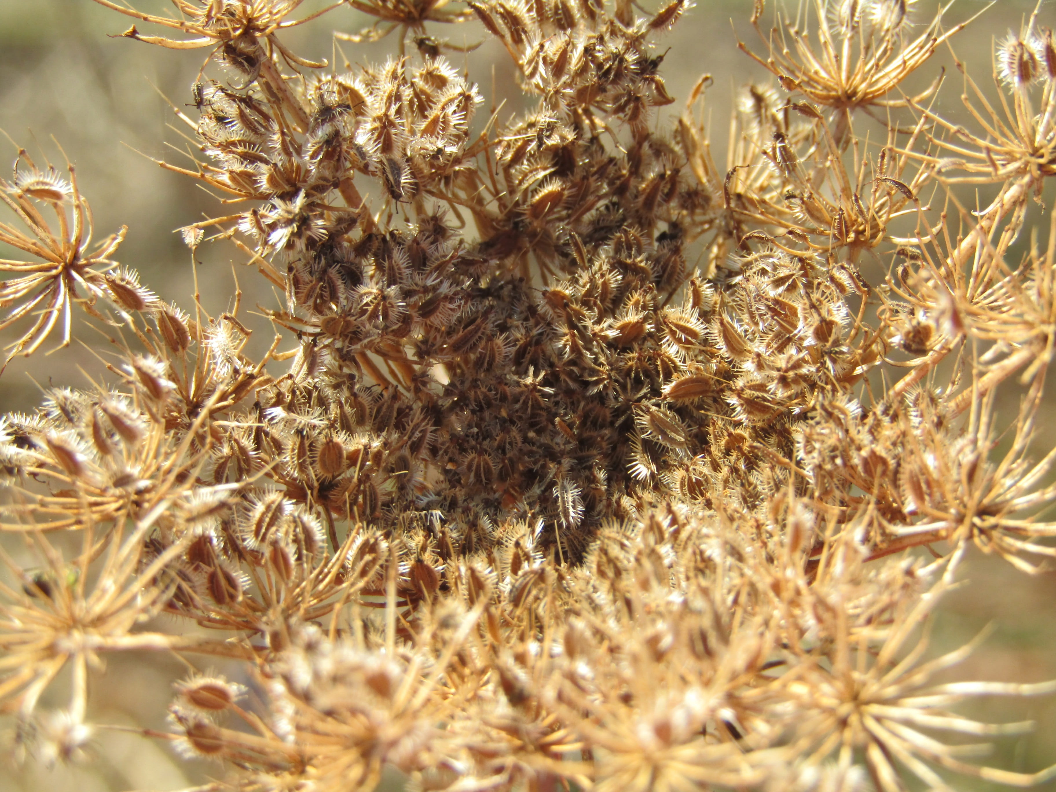 full frame, flowering plant, seeds, wilted plant, nature, dry plant, tranquility, flower, dried, fields, day, outdoors, dead plant, vulnerability, climate, HD Wallpaper