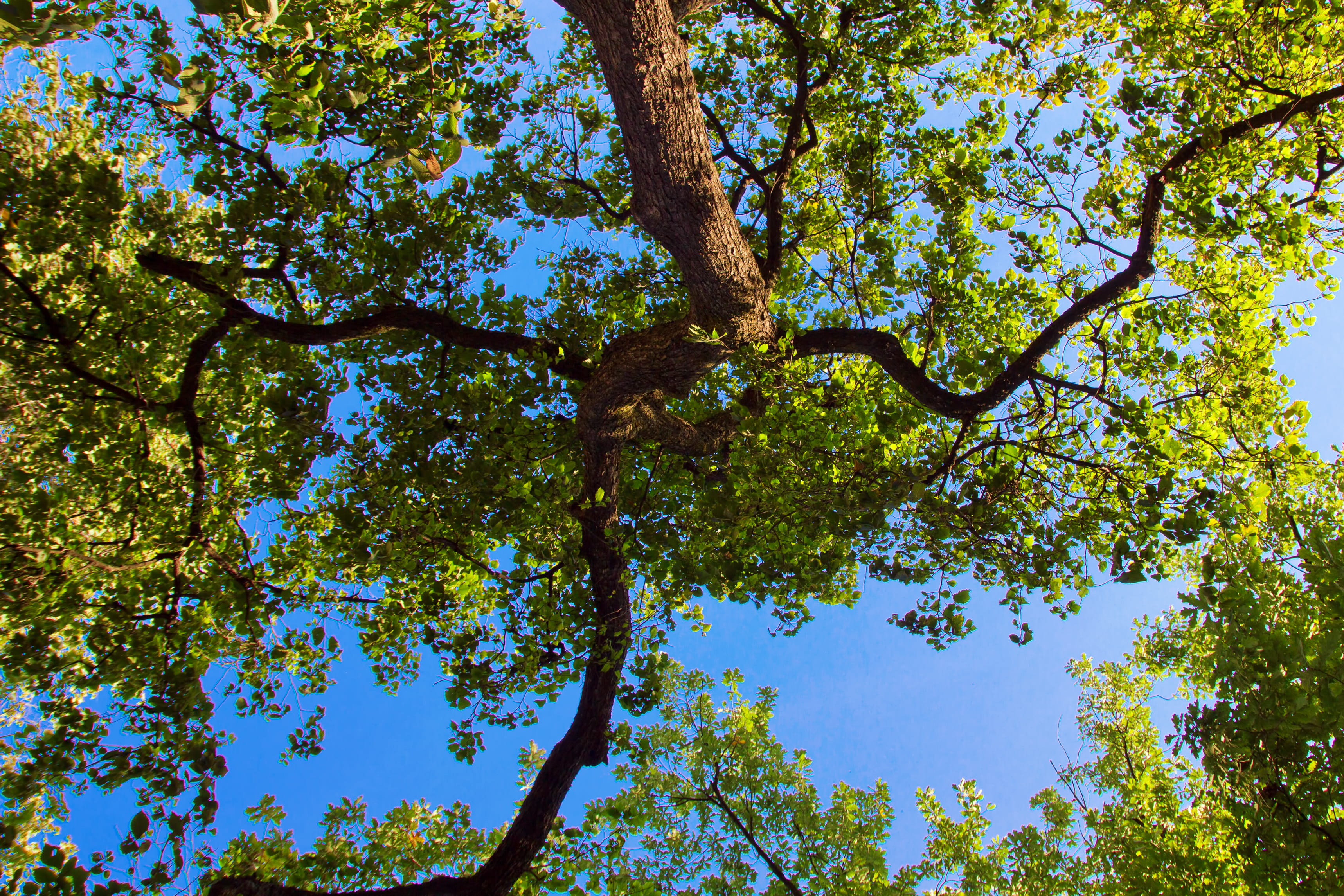 high, tranquility, daylight, leaf, beauty in nature, plant part, beam, scene, natural, scenery, nature, directly below, clear sky, plant, through, backlit, HD Wallpaper