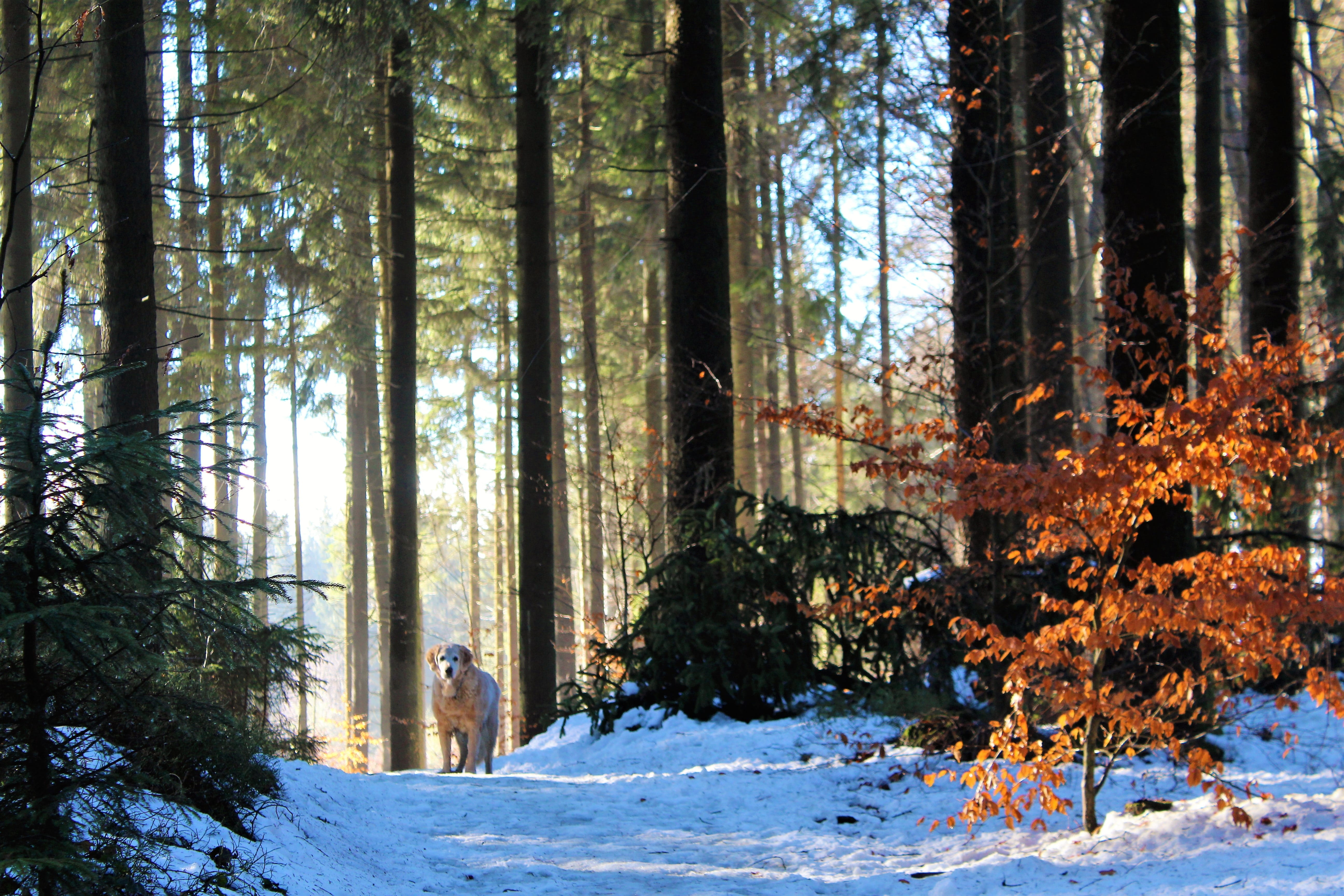 snow, fog, tree, snowfield, cold, woodland, wintry, snowy, hike, trail, dog, winter dream, light, forest path, promenade, scenics - nature, schönwetter, HD Wallpaper