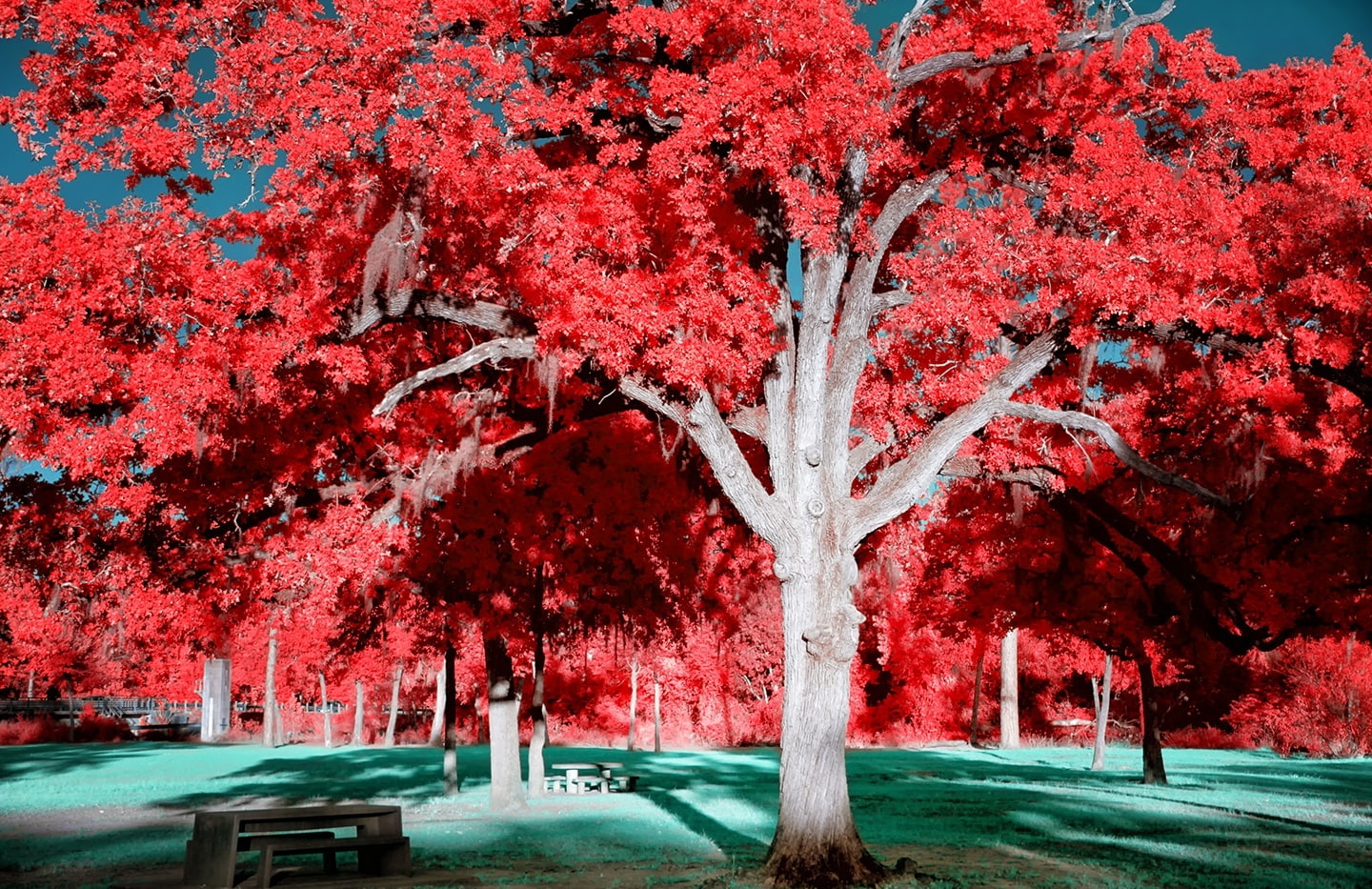 no people, eye, treelined, change, tranquil scene, Park, 720P, day, Aero, red trees, tranquility, Beautiful, trunk, plant, Swamp, Trees, transportation, HD Wallpaper