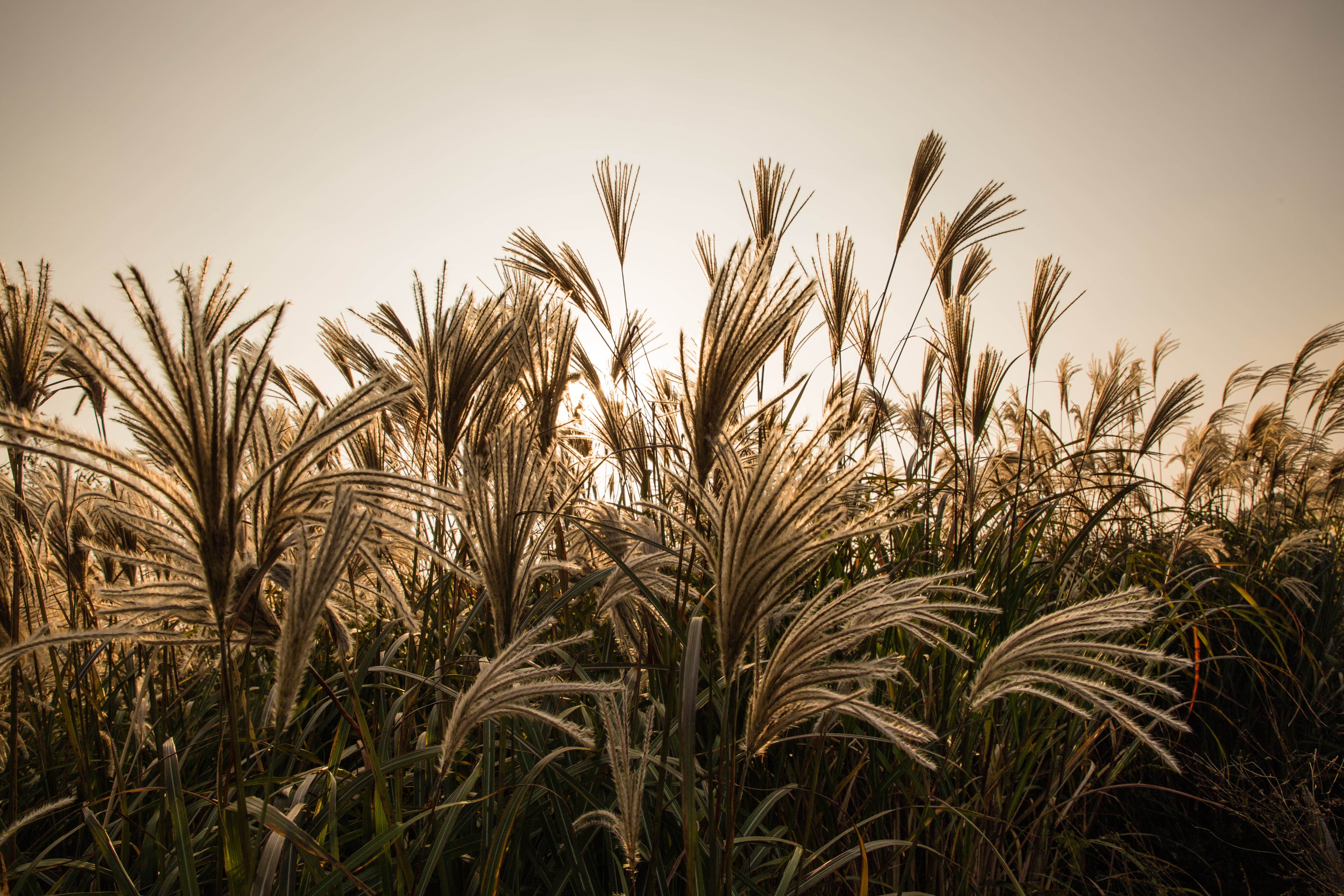plant, Auto_Focus, farm, summer, grass, yellow, autumn  fall, crop, agriculture, Silver, cereal Plant, rural Scene, focus, field, 5K, nature, food, untitled, HD Wallpaper