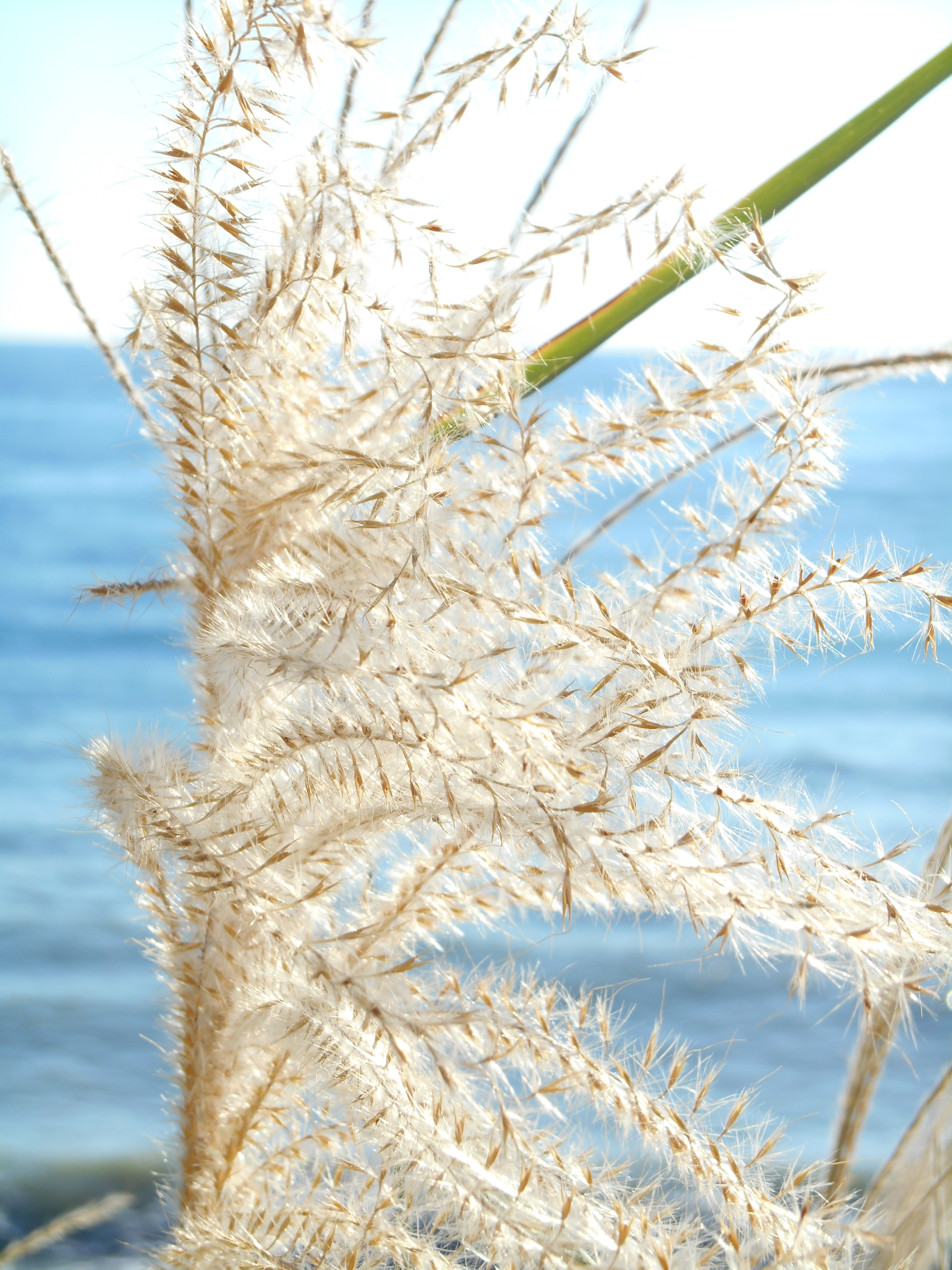 focus on foreground, plant, no people, 5K, tranquility, cereal plant, beauty in nature, japanese silver grass, growth, weed, grass, nature, agriculture, Phone HD Wallpaper
