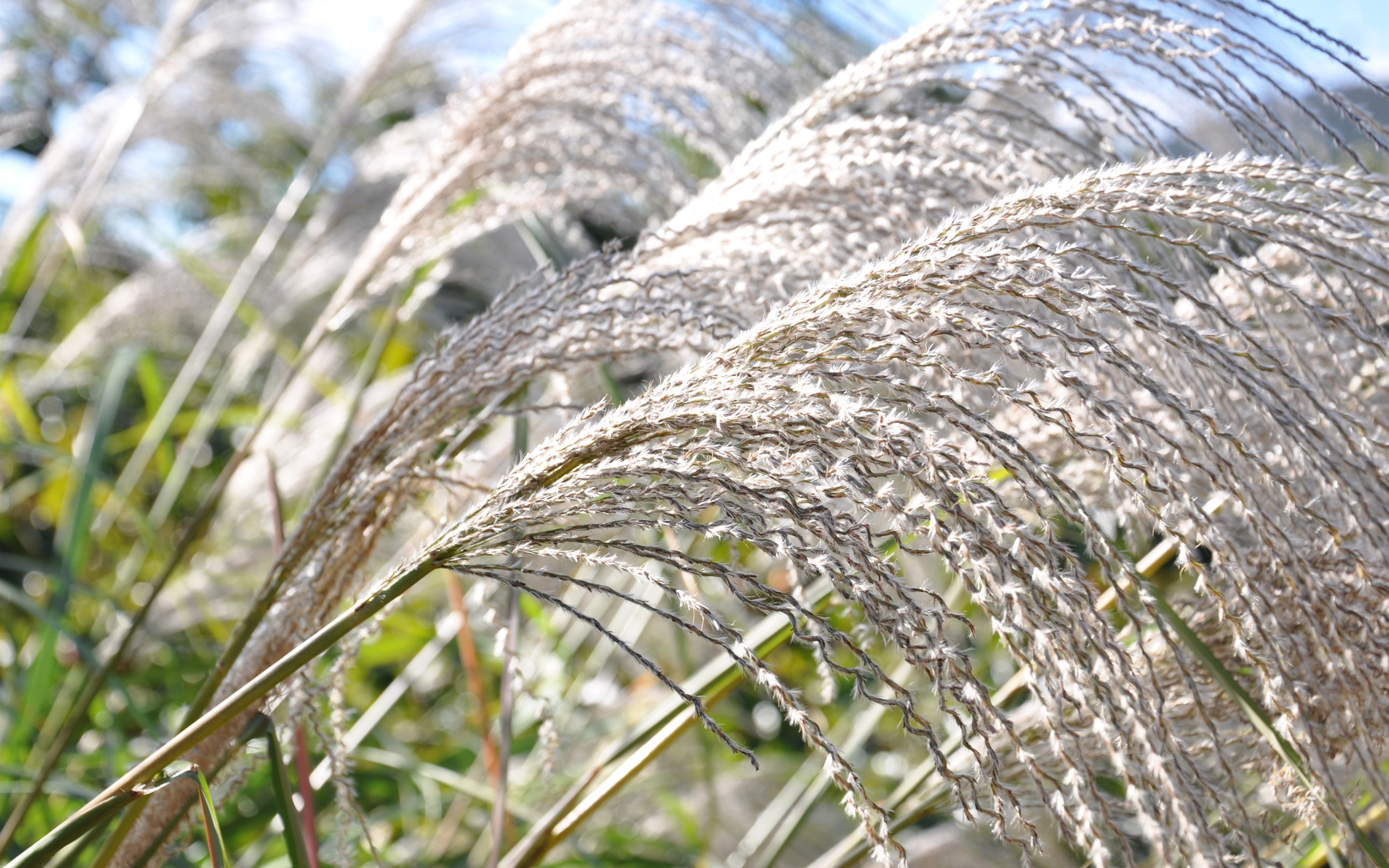 Grass, 2K, Silver, HD Wallpaper