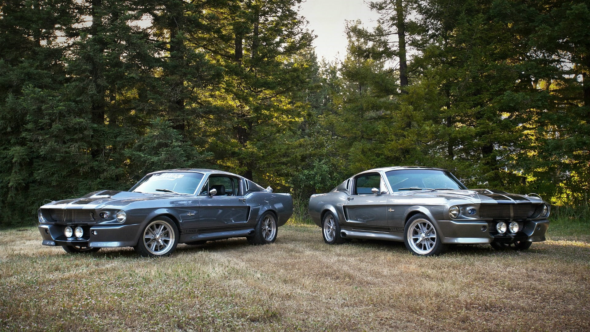 non-urban scene, land, ford mustang gt 500, plant, classic car, no people, road, nature, car, silver colored, forest, motor vehicle, mode of transportation, HD Wallpaper