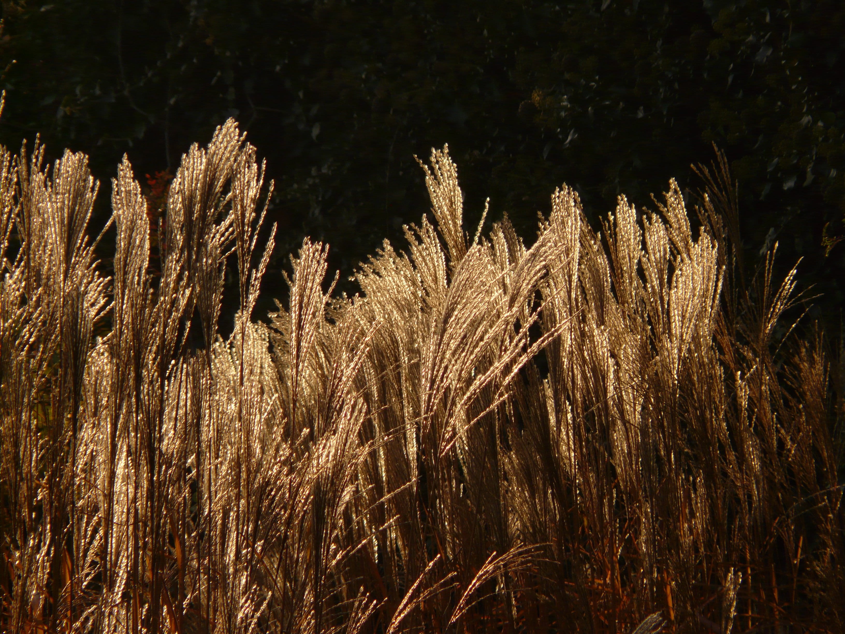mood, nature, grass, land, crop, flora, focus on foreground, bamboo grassedit this page, close-up, beauty in nature, ornamental plant, back light, no people, HD Wallpaper