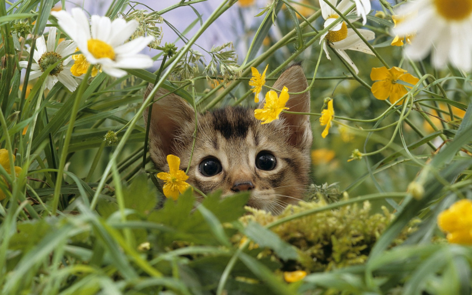 lost, kitten, flowers, 1080P, silver, yellow, white, grass, cat, tabby, HD Wallpaper