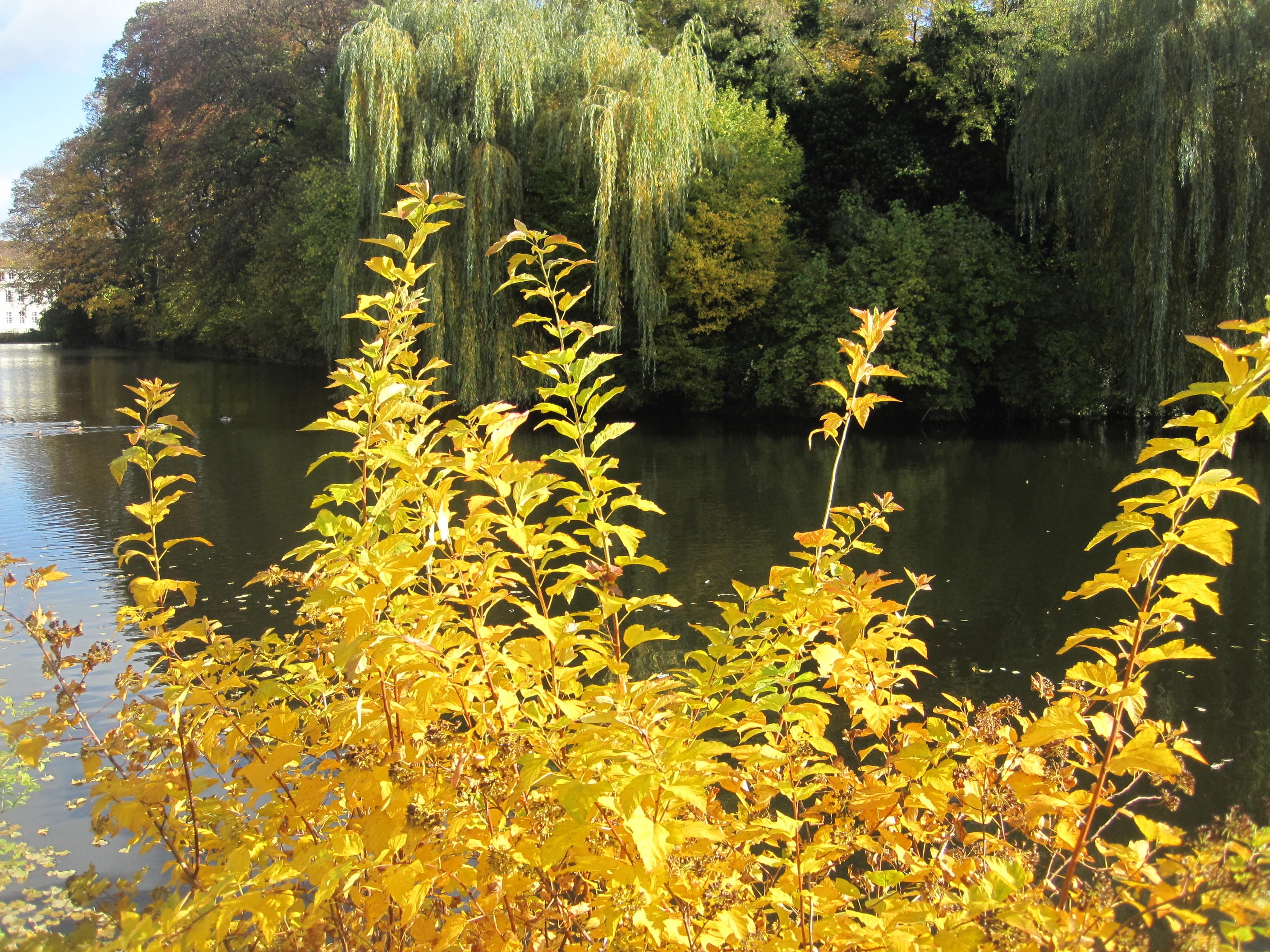 non-urban scene, trees, atmospheric, leaves, flora, landscape, mirroring, plant, lake, tranquil Scene, 2K, golden autumn, outdoors, forest, october, deciduous trees, HD Wallpaper