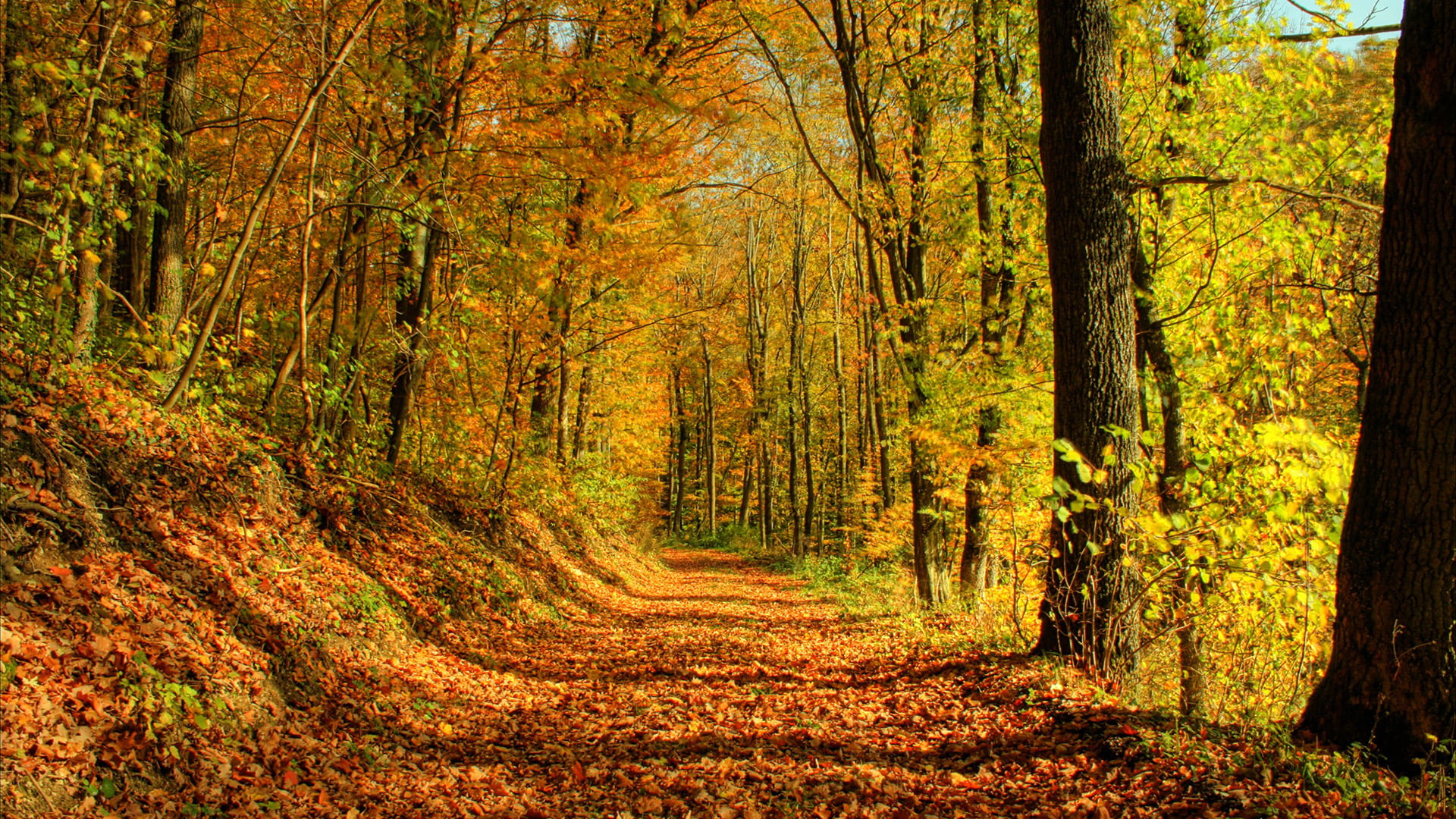 change, natural, trail, season, spring, scenic, garden, path, autumn, direction, landscape, woodland, the way forward, outdoors, park, beauty in nature, HD Wallpaper