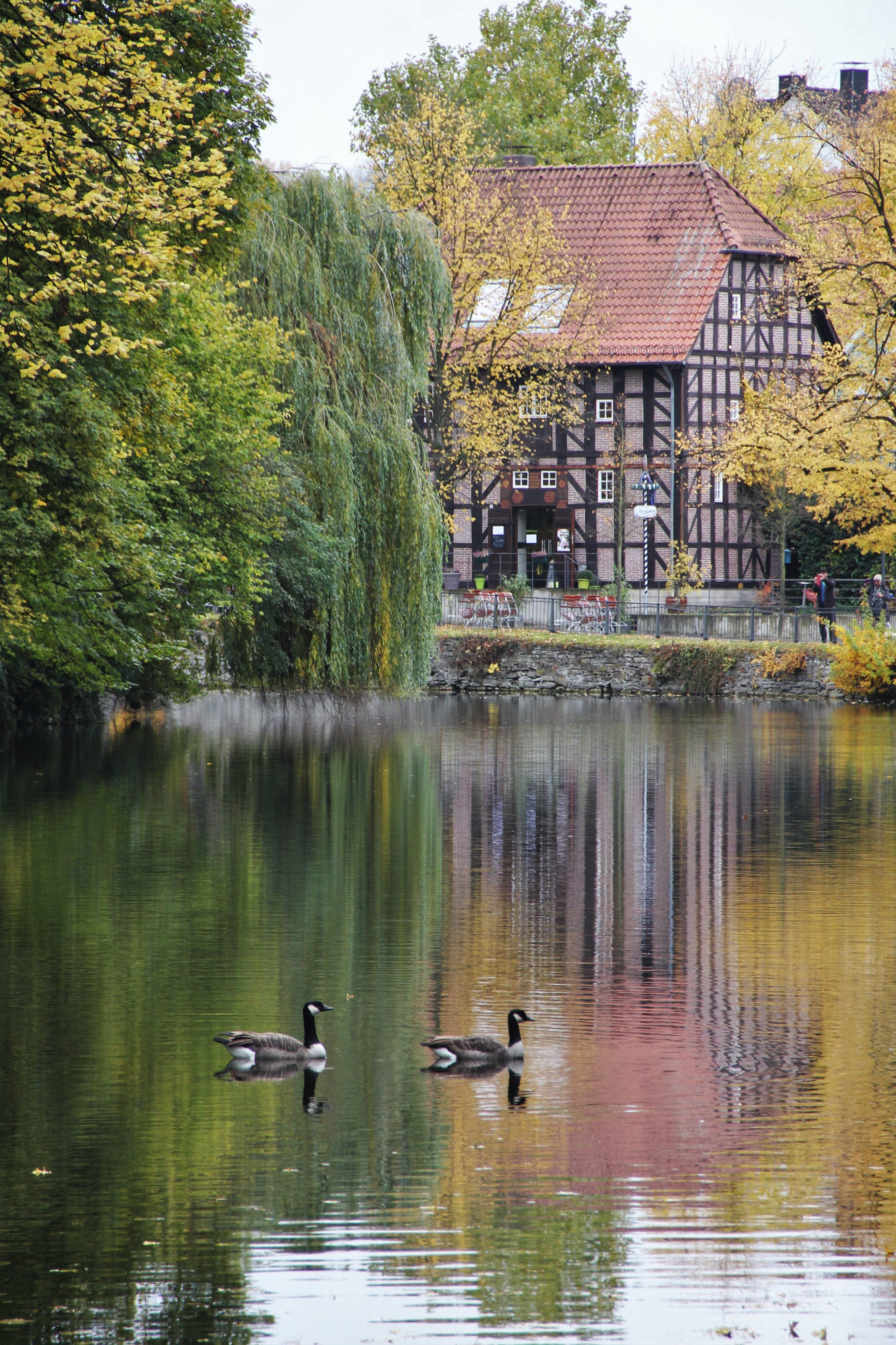 duck, nature, animal, lake, time of year, vertebrate, leaves, architecture, animal themes, autumn colours, yellowish, tree, autumn, idyllic, reflection, Phone HD Wallpaper
