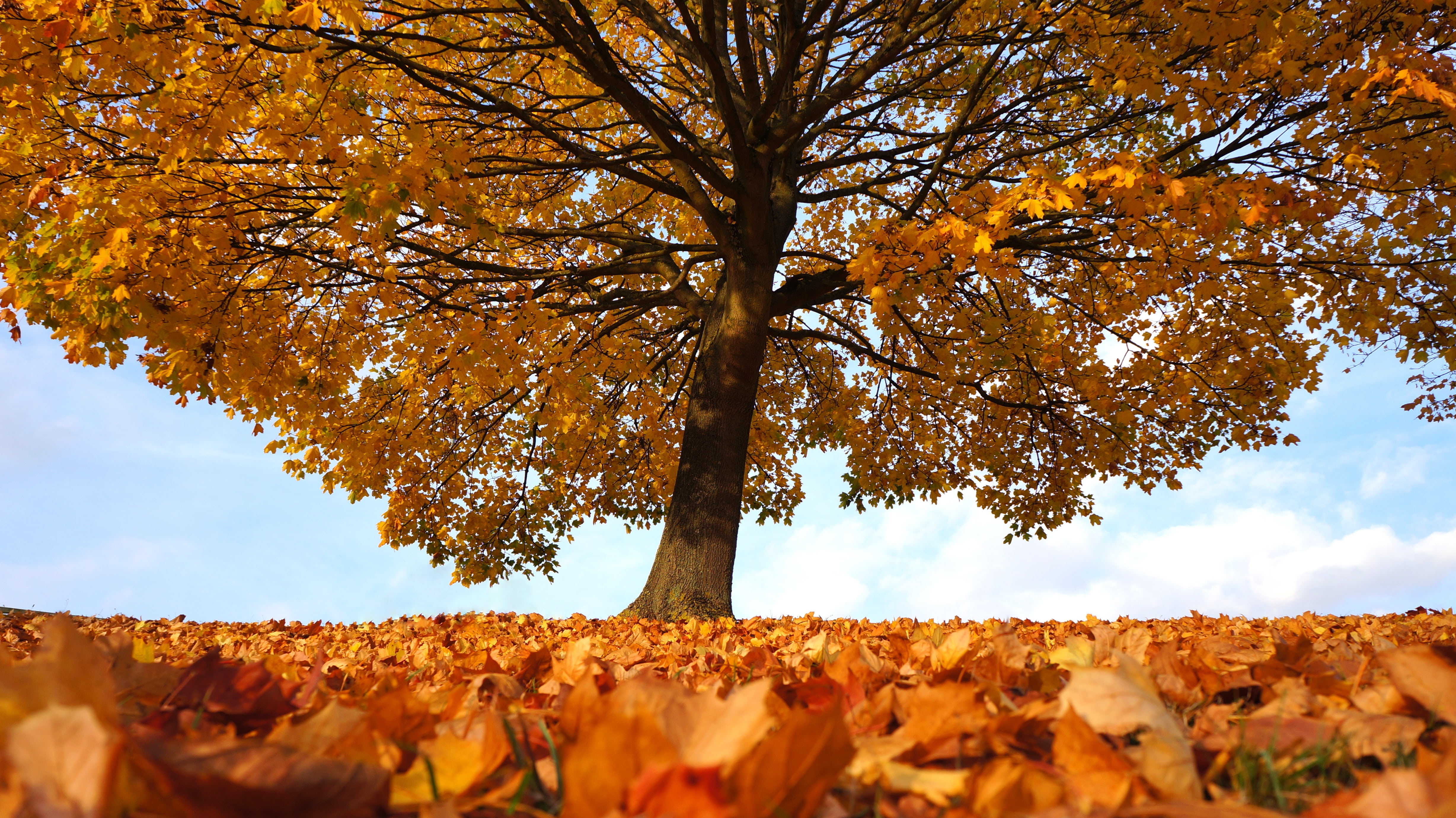 foliage, tree branches, orange color, day, fall, land, light, landscape, scene, cloud - sky, october, organic, season, branch, colorful, leaves, tree trunk, HD Wallpaper