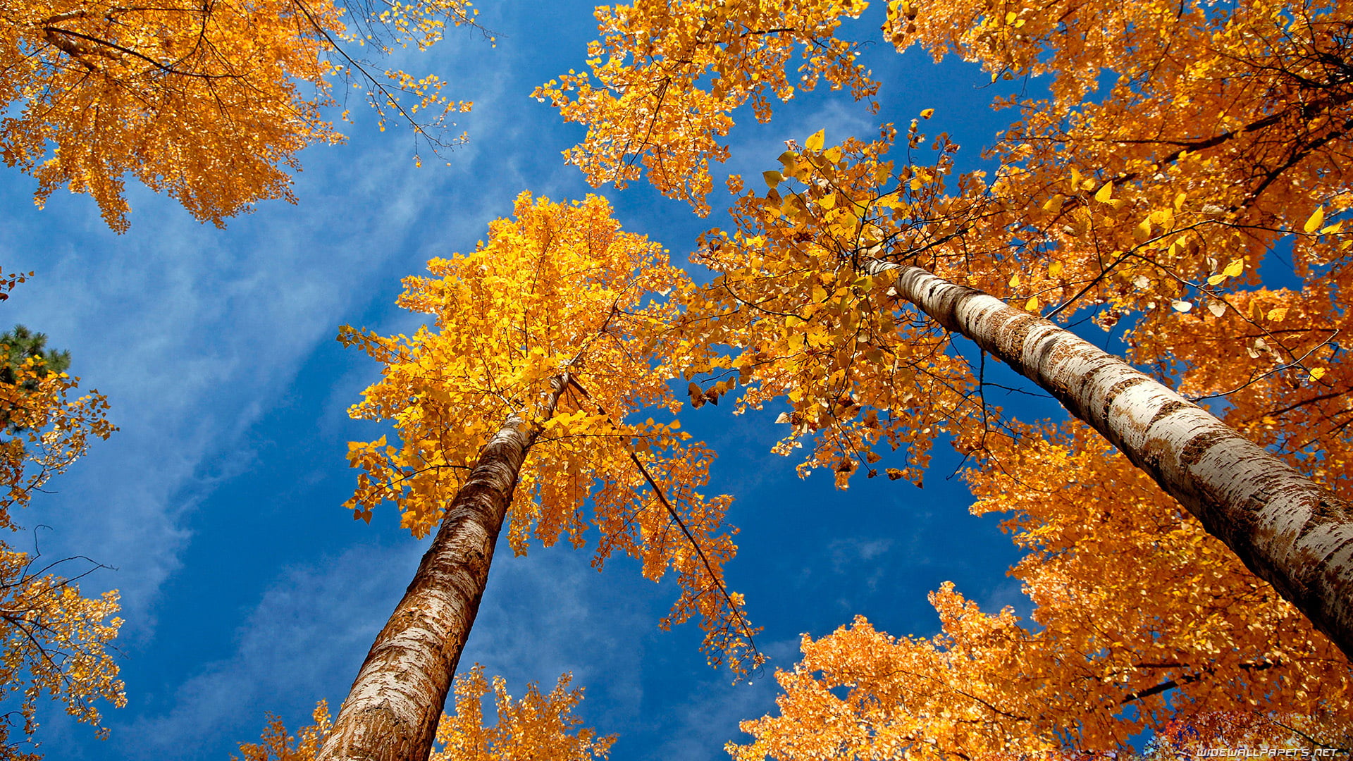 natural, summer, scenic, sky, orange, spring, leaf, october, trees, scenery, sunlight, maple, orange color, land, plant, outdoor, yellow, forest, landscape, HD Wallpaper