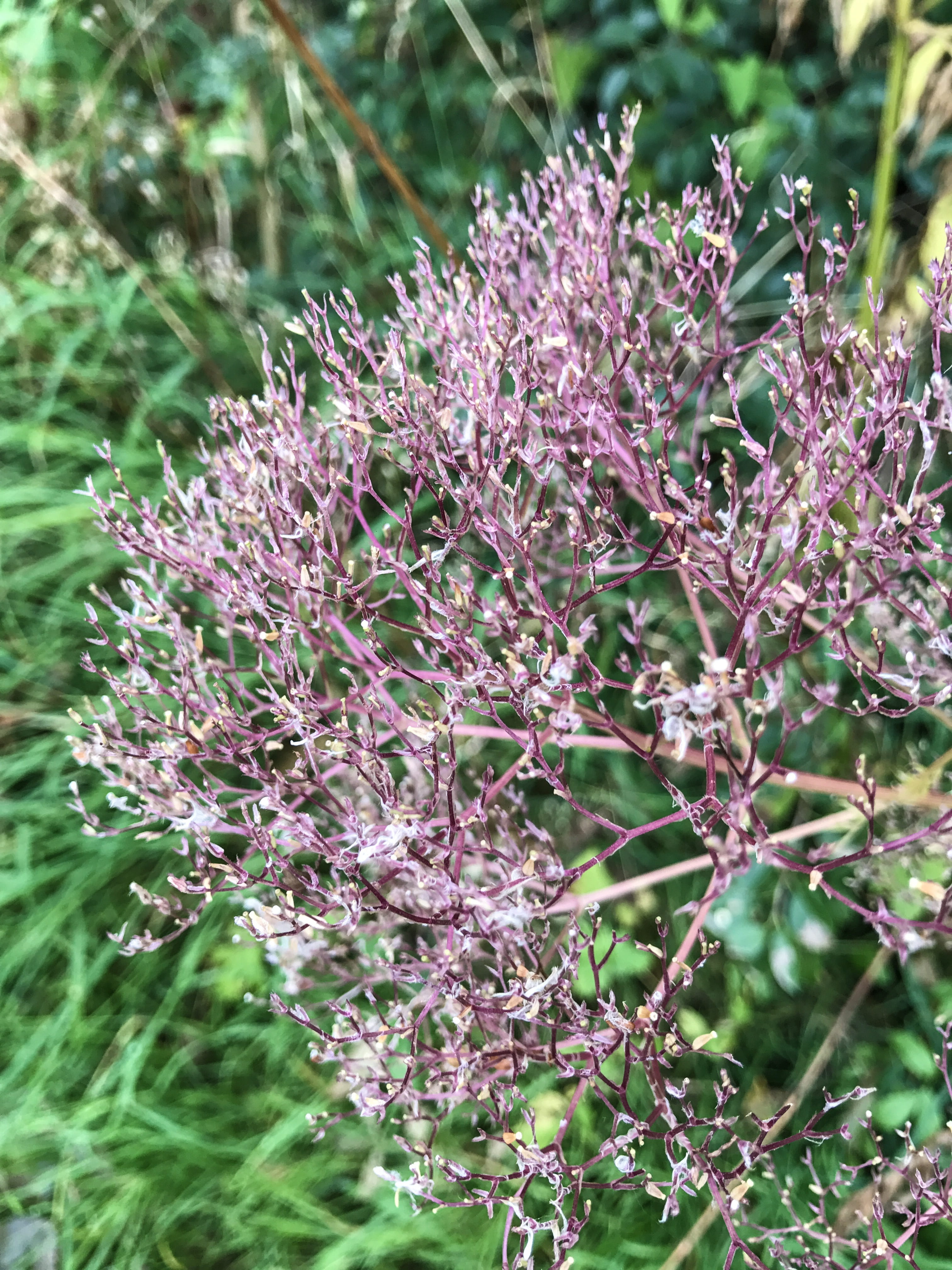 scenic, mirroring, winter, day, flower head, 4K, close-up, selective focus, lilac, colorful, outdoors, sky, leipzig, sea, pink, flower, autumn colours, Phone HD Wallpaper