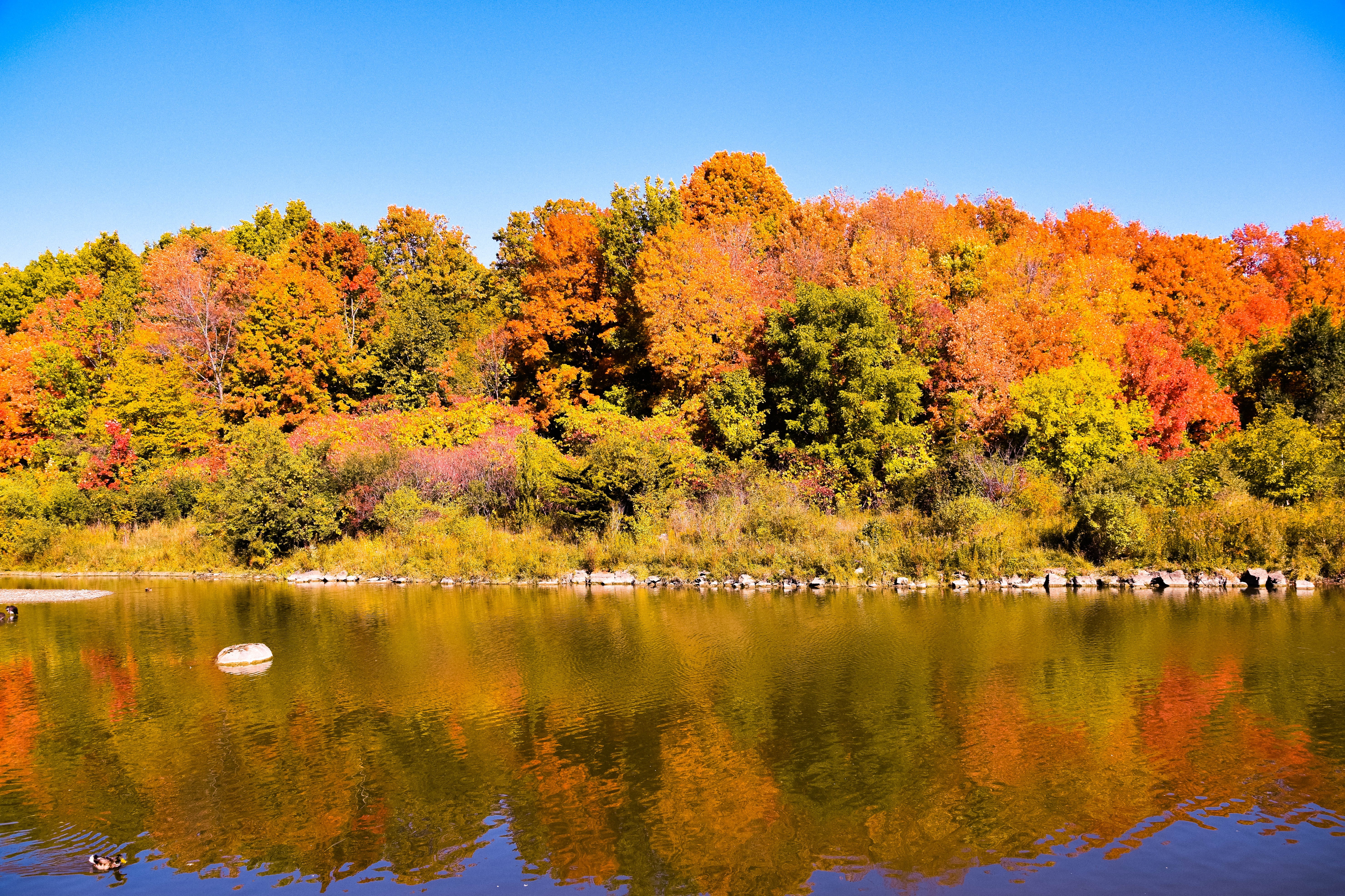 plant, multi Colored, park - Man Made Space, autumn, change, colorful, nature, animal themes, leaves, fall colors, season, lake, reflection, red, beauty in nature, HD Wallpaper