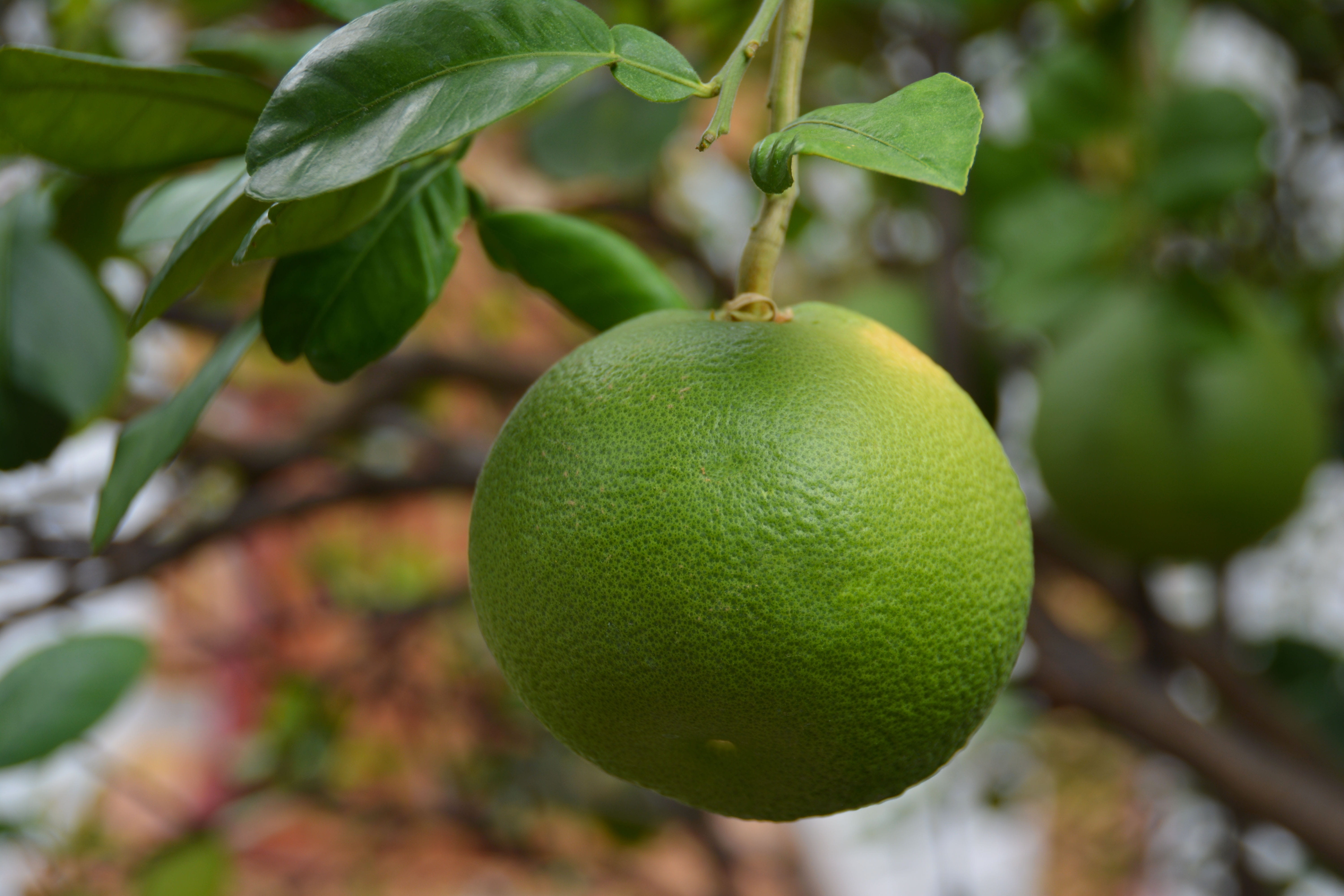 freshness, natural, tree, ready, plant part, vegetarian, leaf, tropical, crop, food and drink, outdoors, acidic, nature, plant, round, fruit tree, growing, HD Wallpaper