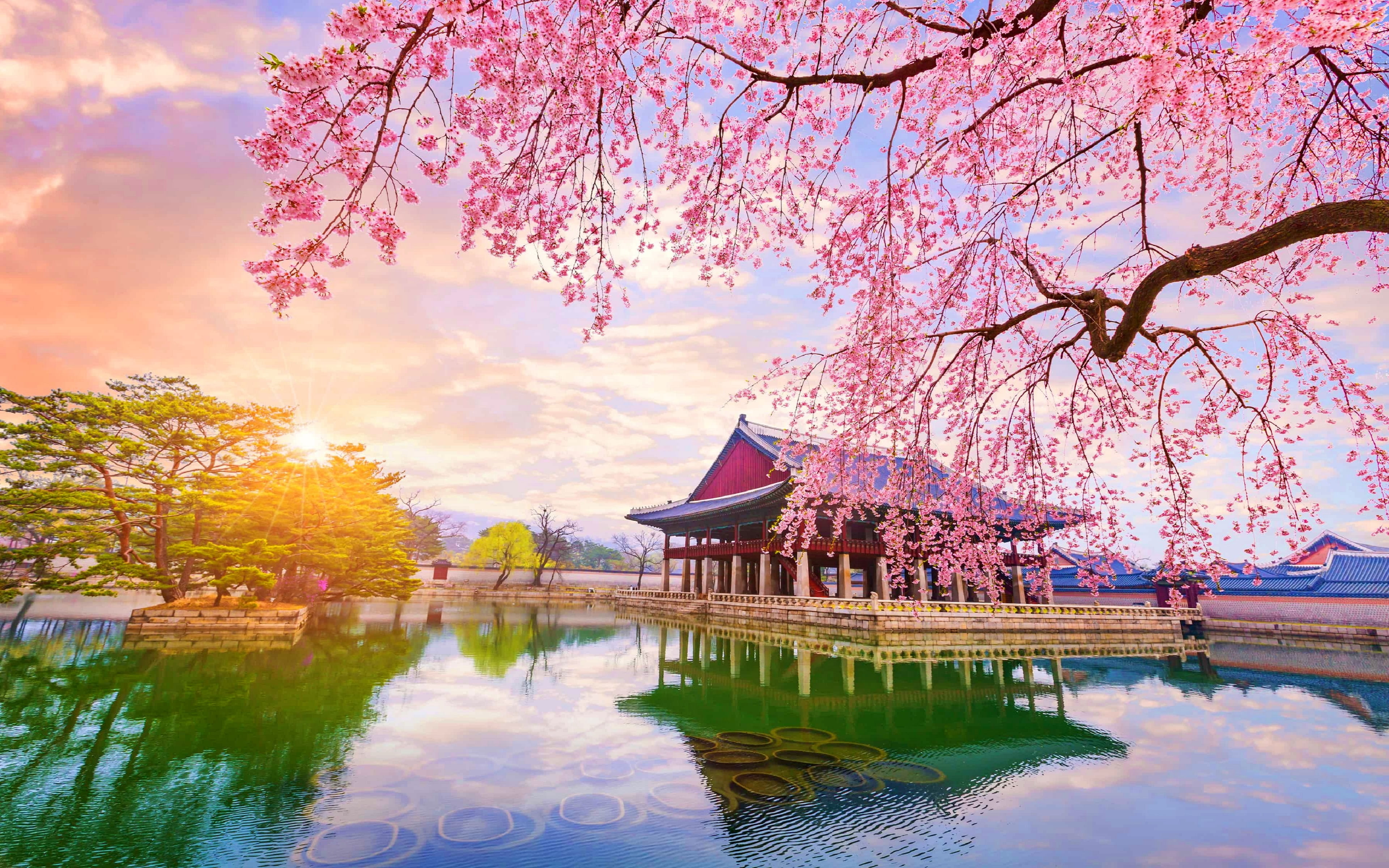 nature, South Korea, reflection, trees, 4K, cherry blossom, HD Wallpaper
