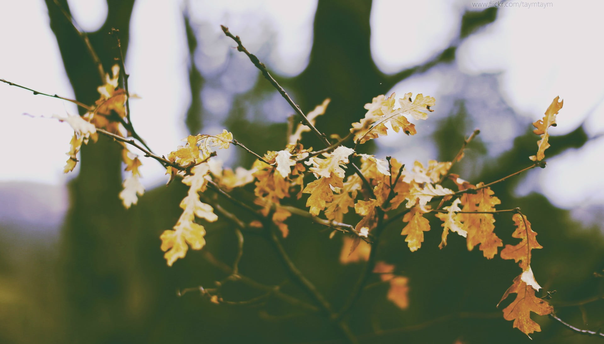 day, plant, focus on foreground, winter, growth, plant part, tree, petaled, green color, white, forest, fall, vulnerability, autumn, leaf, branch, beauty in nature, HD Wallpaper