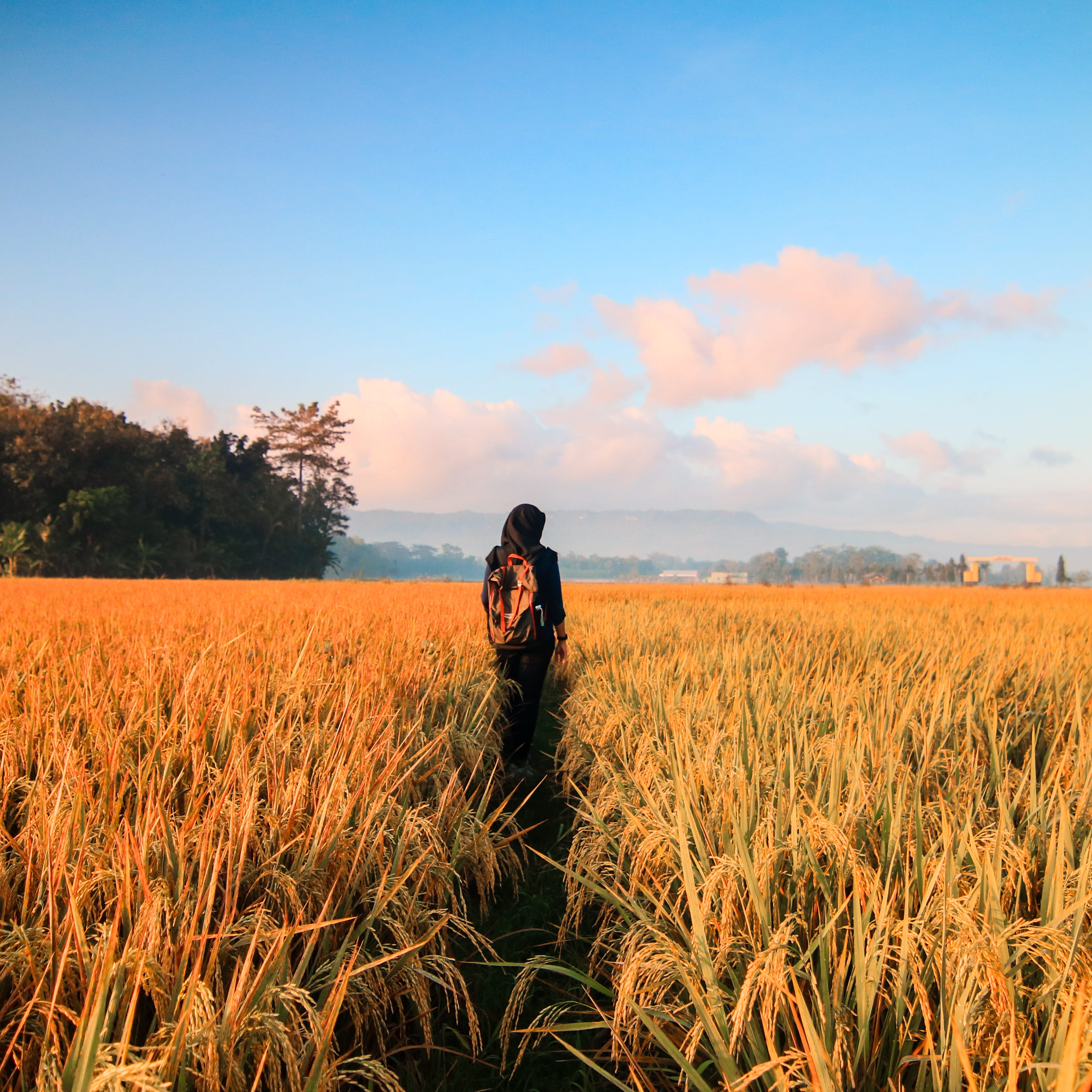 rice field, scenics - nature, scenery, sunrise, environment, wheat field, cropland, summer, black, farm, tropical, pasture, tranquil scene, trees, person, Phone HD Wallpaper
