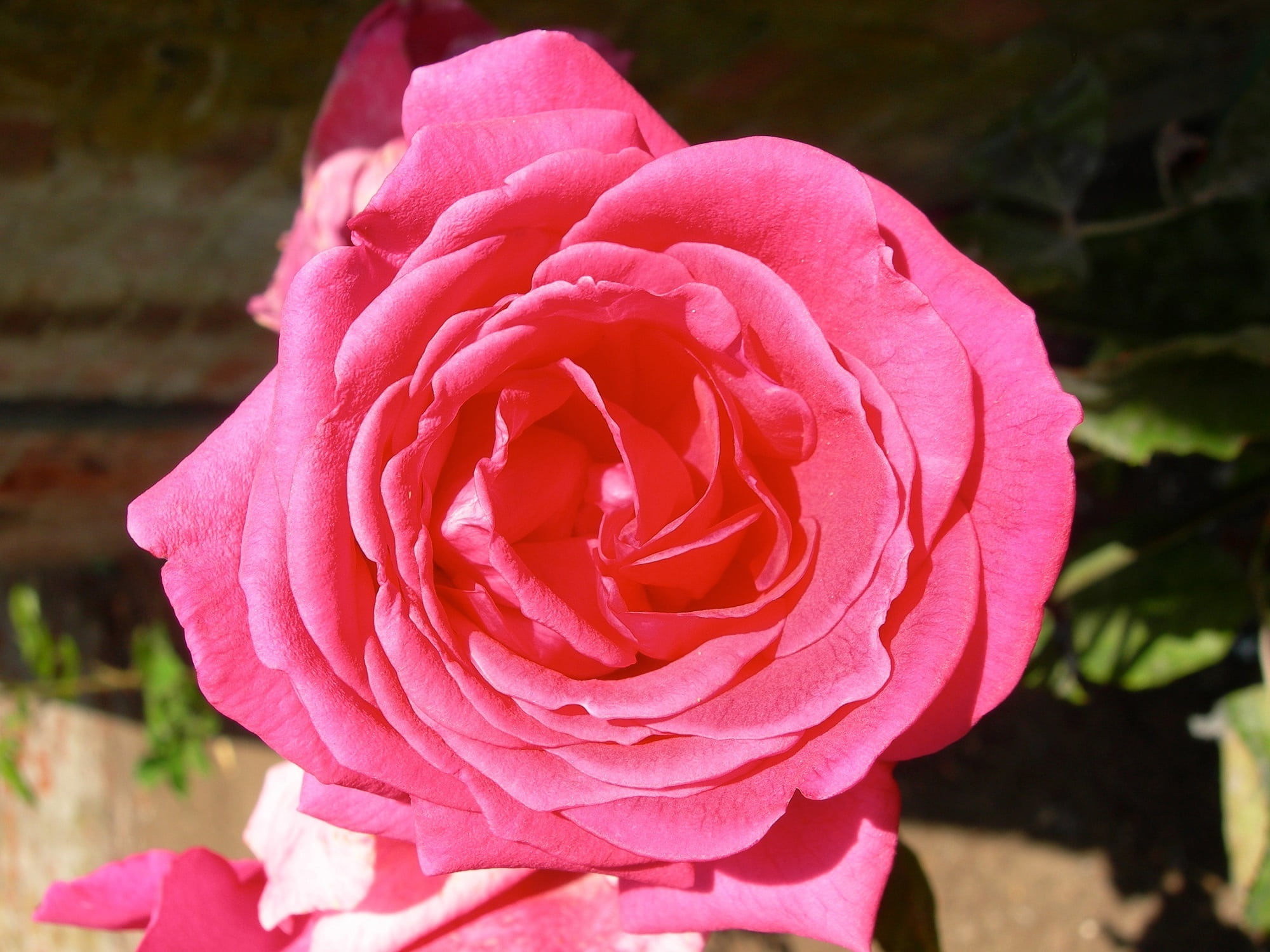 bloom, general macarthur, rose - flower, softness, beauty in nature, inflorescence, nature, vulnerability, petal, growth, macro, pink color, outdoors, freshness, HD Wallpaper