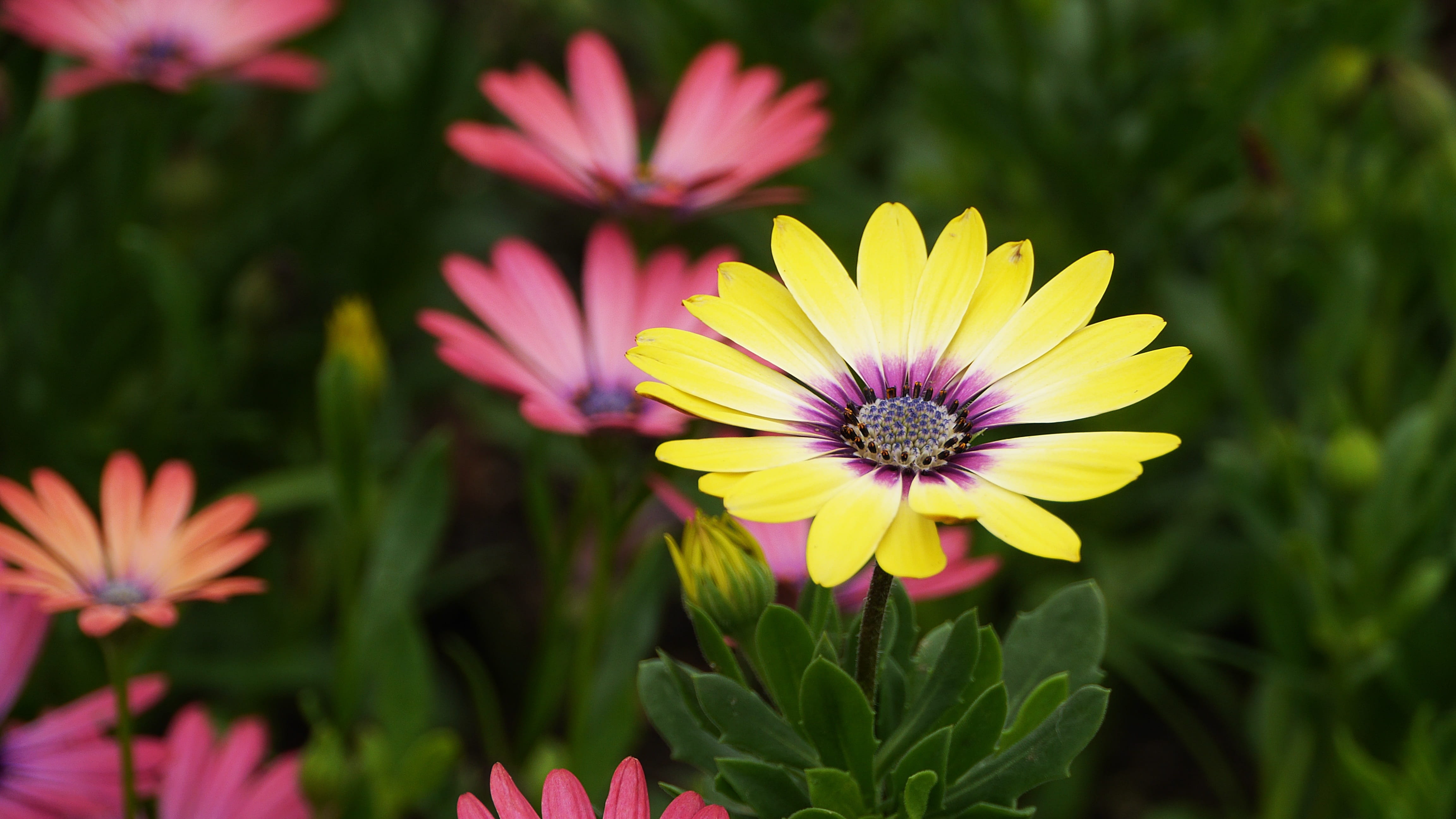 green color, flower, flowers, abstract, growth, close-up, day, morning, no people, landscape, republic of korea, fragility, flower head, plant, petal, 4K, HD Wallpaper
