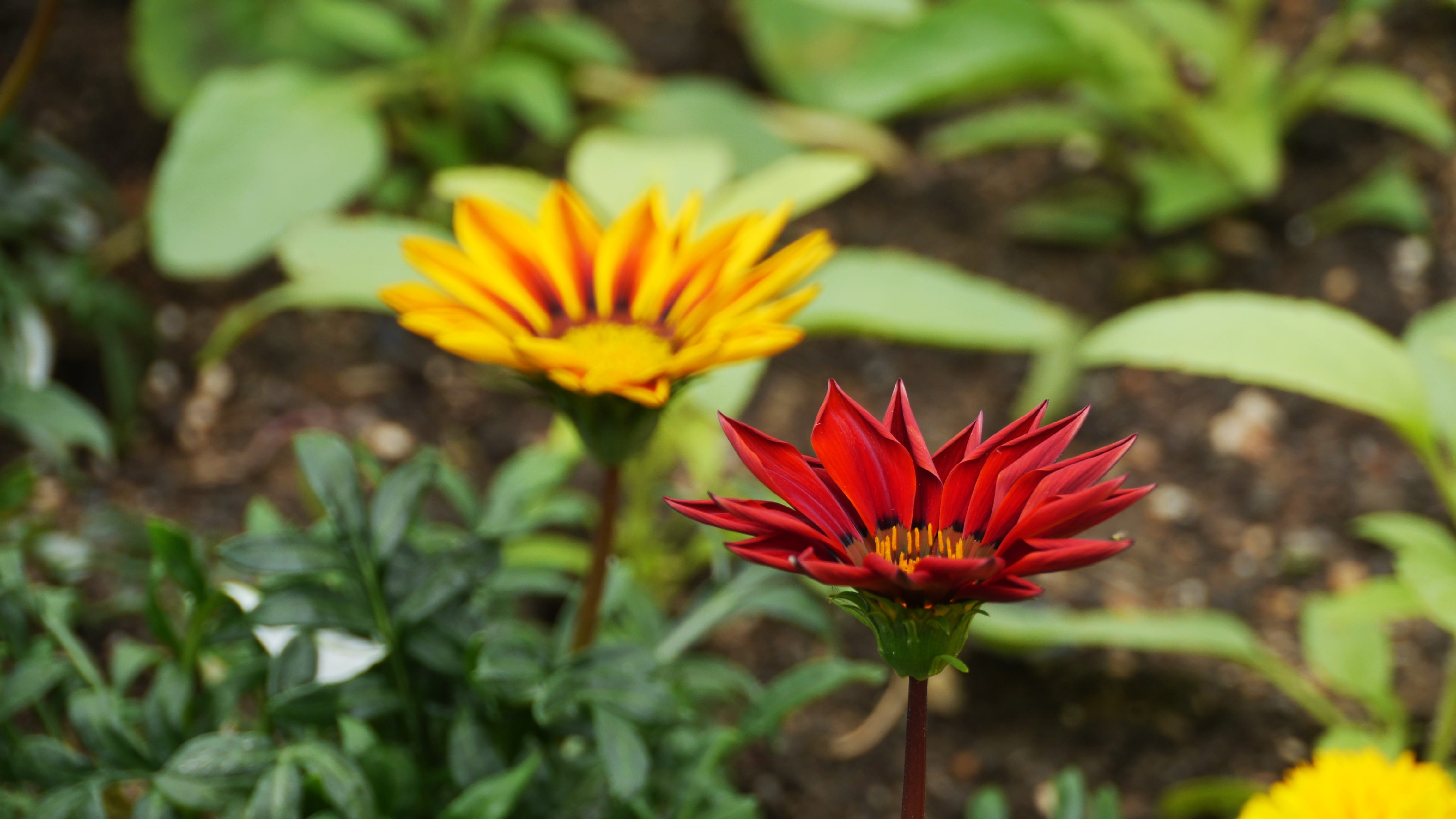 abstract, plants, no people, freshness, flower, fragility, flowering plant, focus on foreground, plant, close-up, leaf, day, republic of korea, petal, beauty in nature, HD Wallpaper