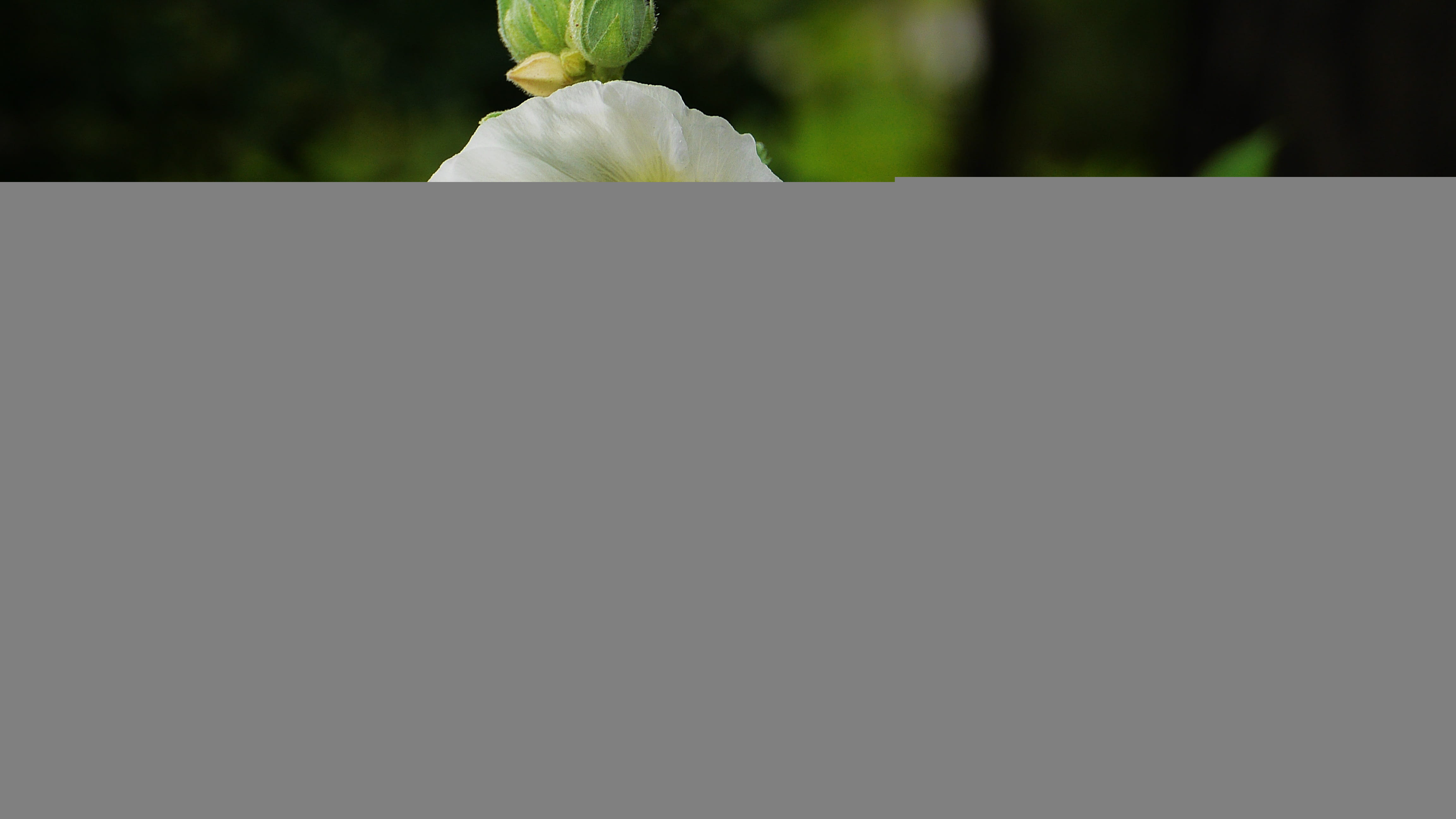 fragility, flower head, this type, single object, beauty in nature, flower, growth, plant, copy space, flowers, nature, inflorescence, morning, no people, HD Wallpaper