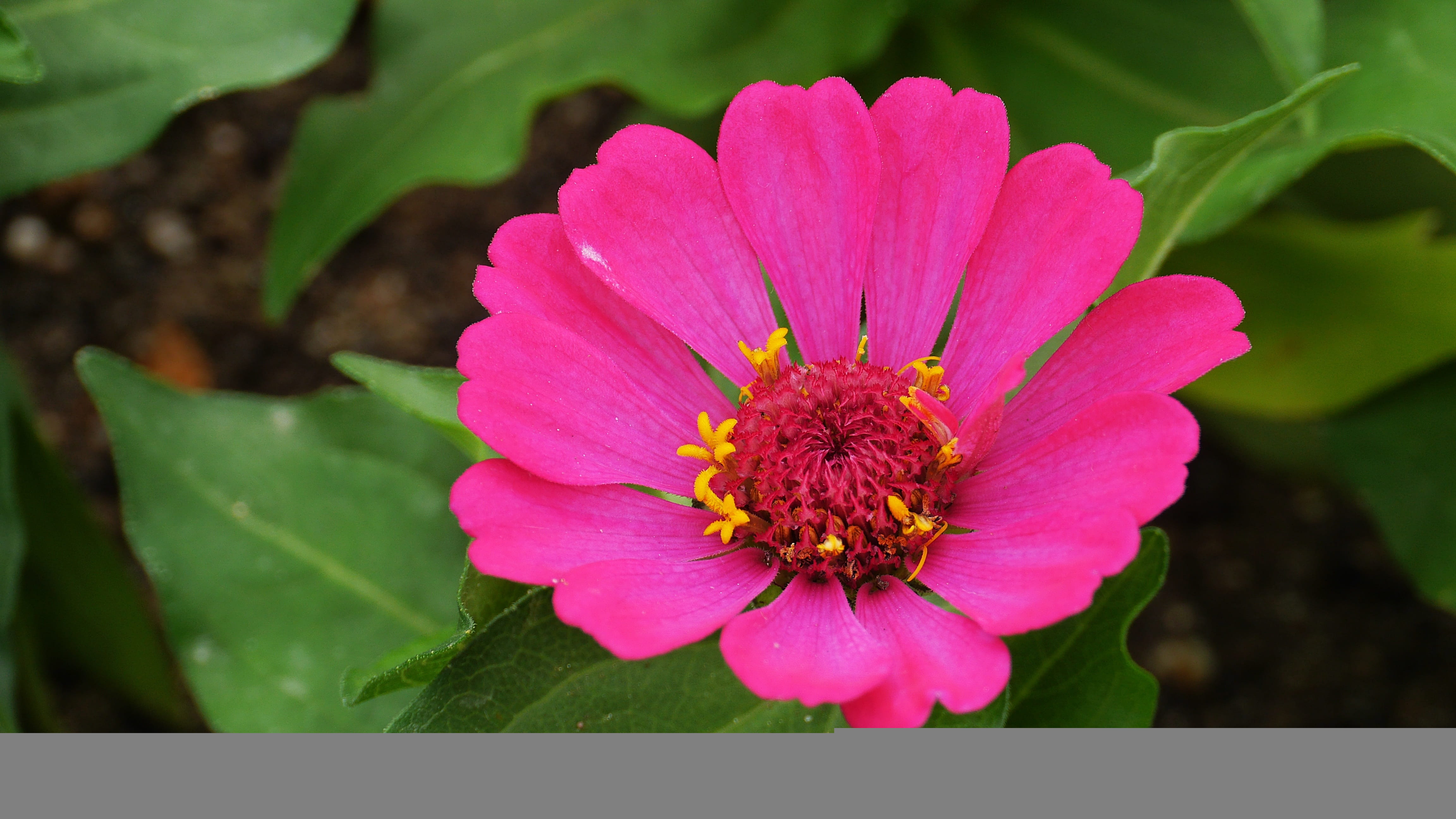 4K, nature, outdoors, no people, plant part, leaf, vulnerability, focus on foreground, plants, flowers, morning, flower head, freshness, pollen, fragility, HD Wallpaper