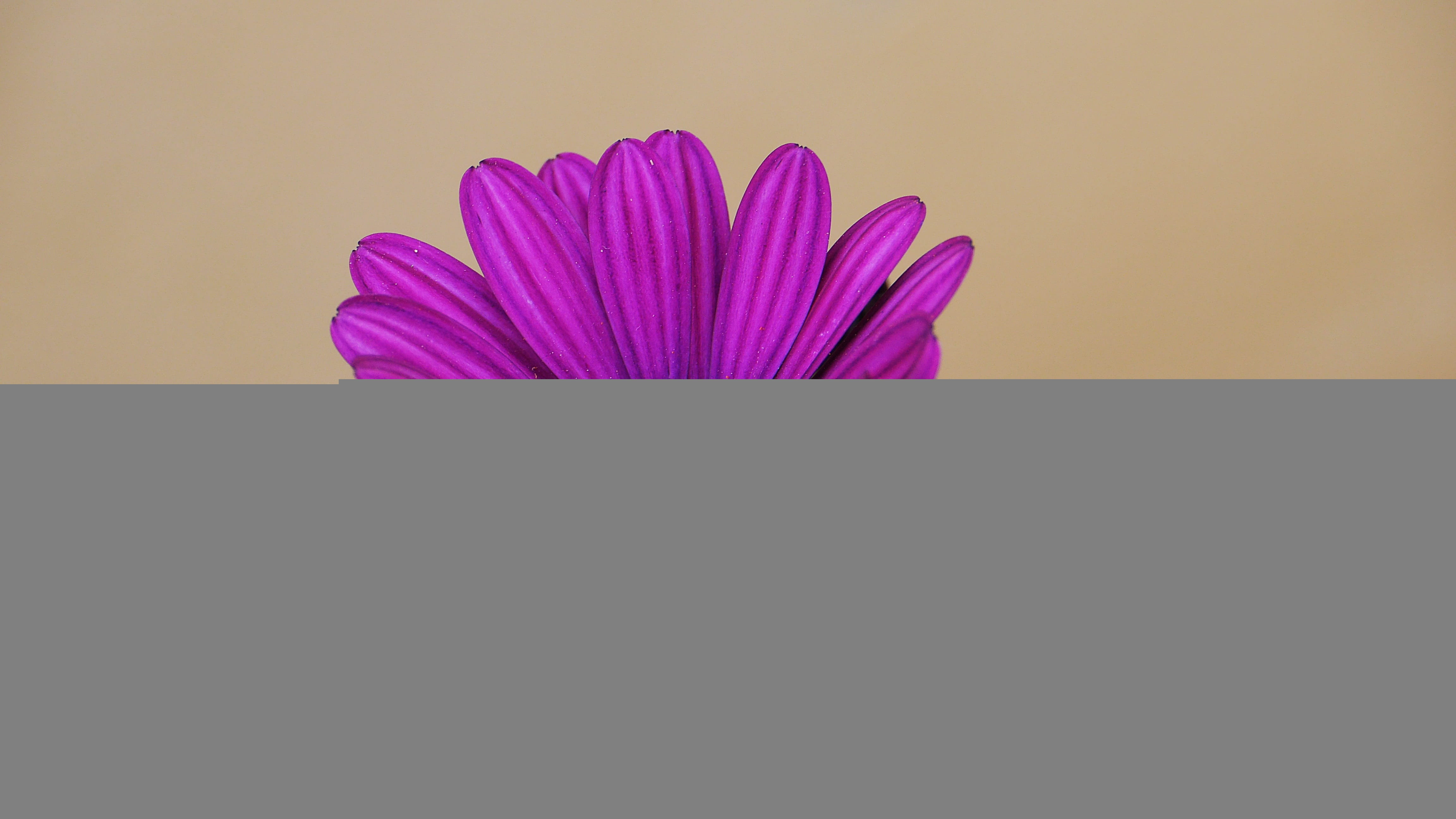 tulip, pink color, purple, flower, flower arrangement, indoors, petal, copy space, beauty in nature, this type, republic of korea, wolmido, landscape, inflorescence, HD Wallpaper