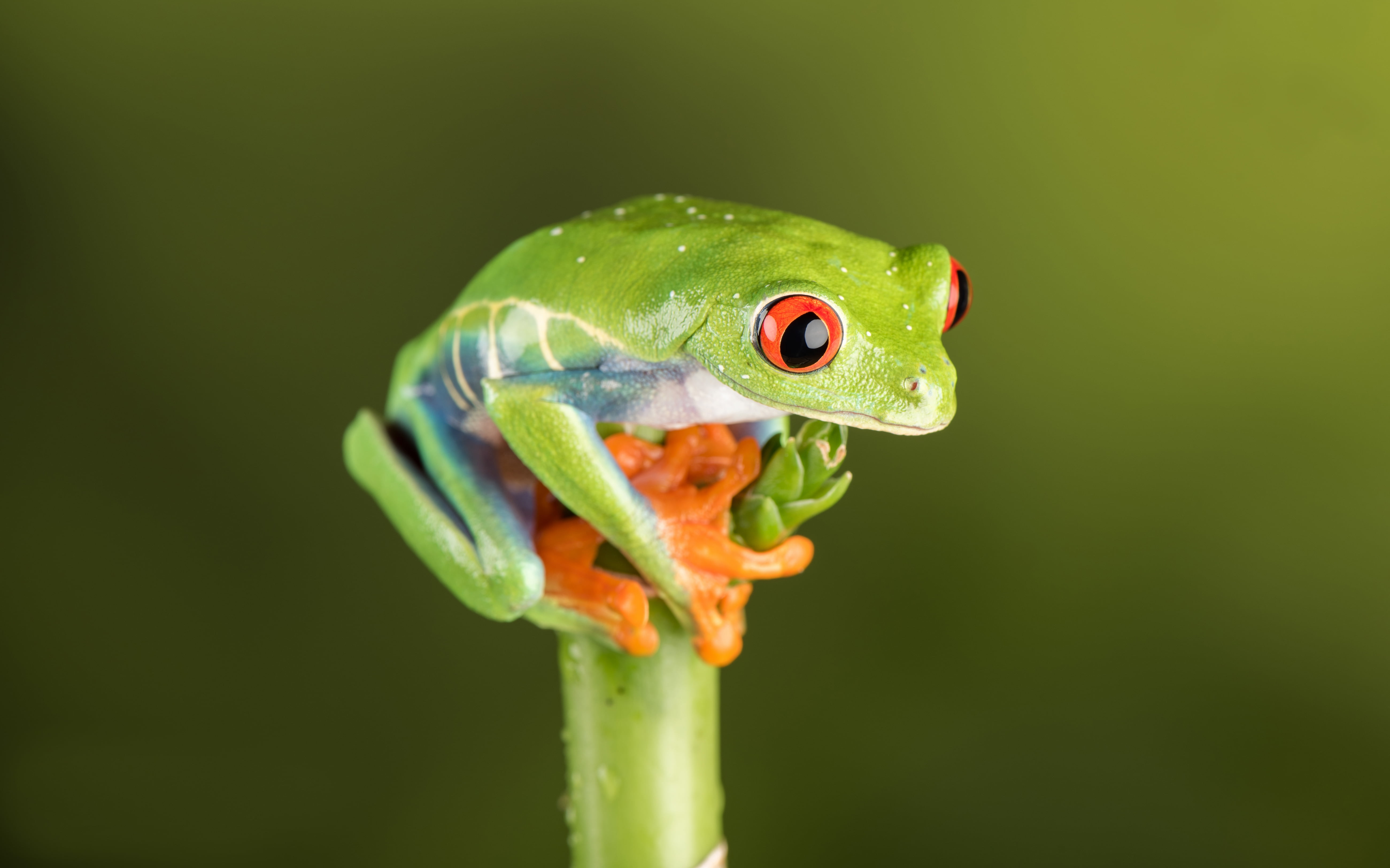 outdoors, next, animals in the wild, 5K, nature, eye, animal eye, focus on foreground, day, animal themes, green color, animal head, vertebrate, reptile, HD Wallpaper