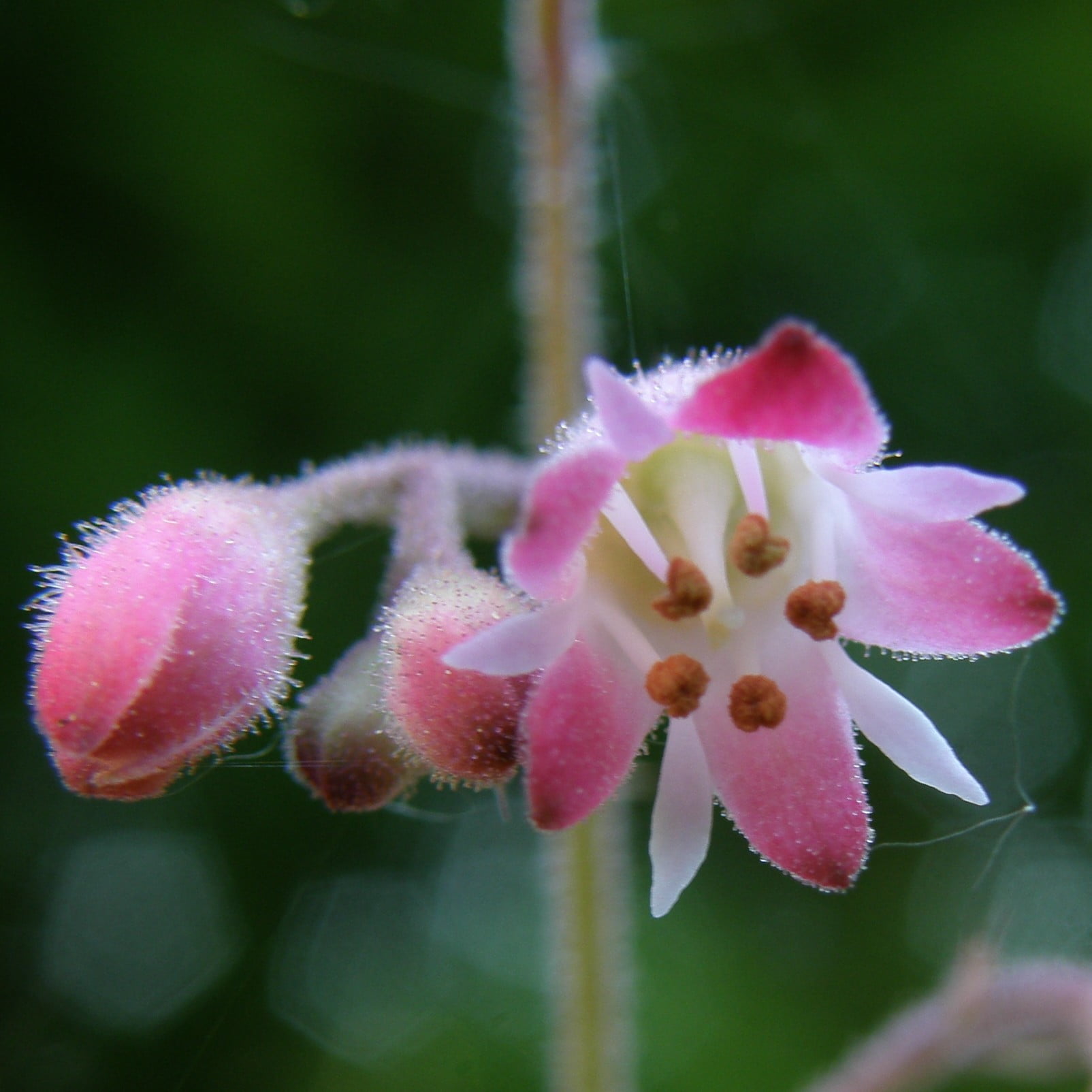 urn, Olympus, macro, jardin, flore, petaled, alumroot, vivace, fleurs, closeup, fleur, plant, garden, closeup photography, flower Head, plante, pink, perennial, Phone HD Wallpaper