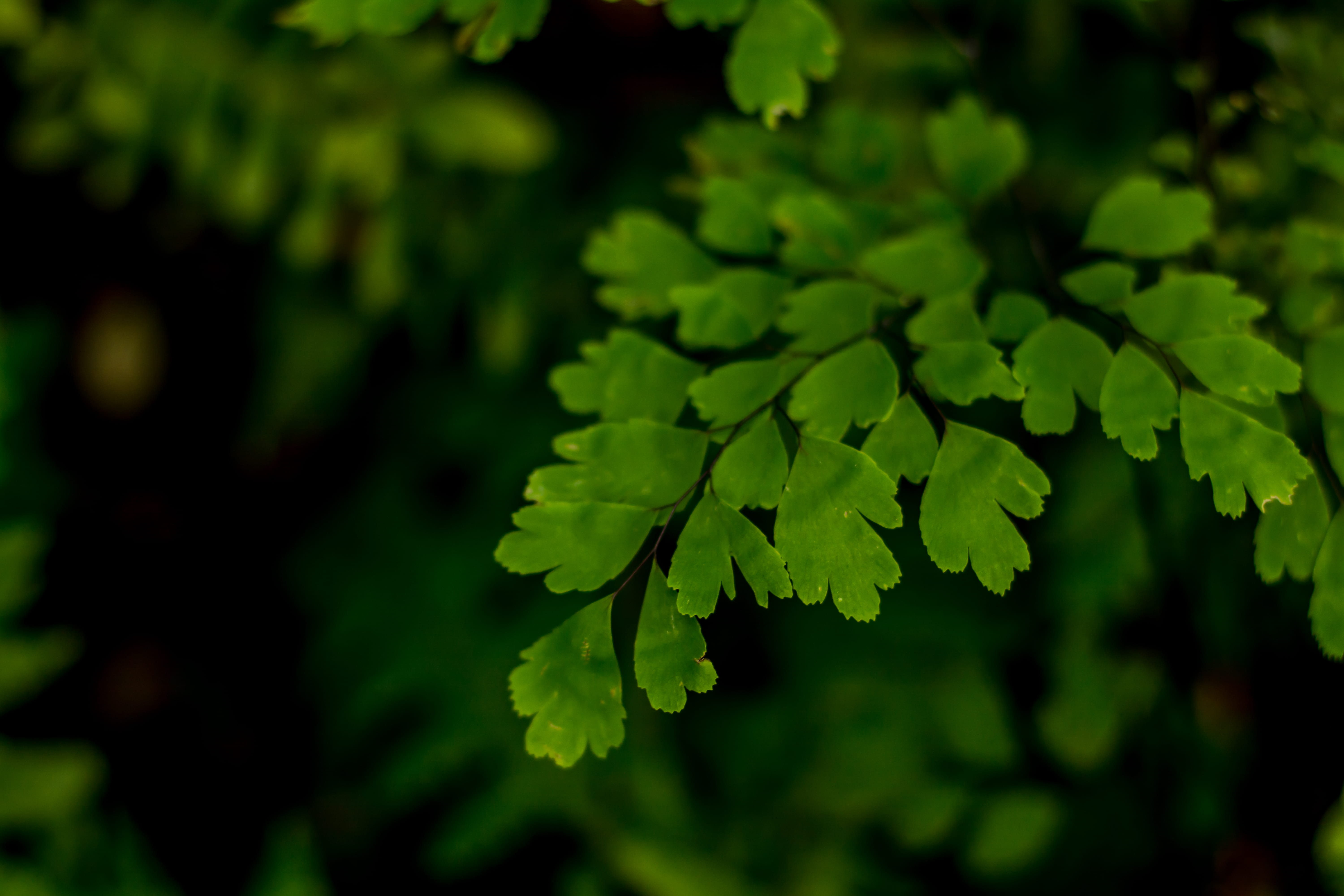 focus on foreground, tree, growth, close-up, water, mint, urn, vulnerability, sunlight, pot, beauty in nature, pottery, no people, teapot, leaves, plant part, HD Wallpaper