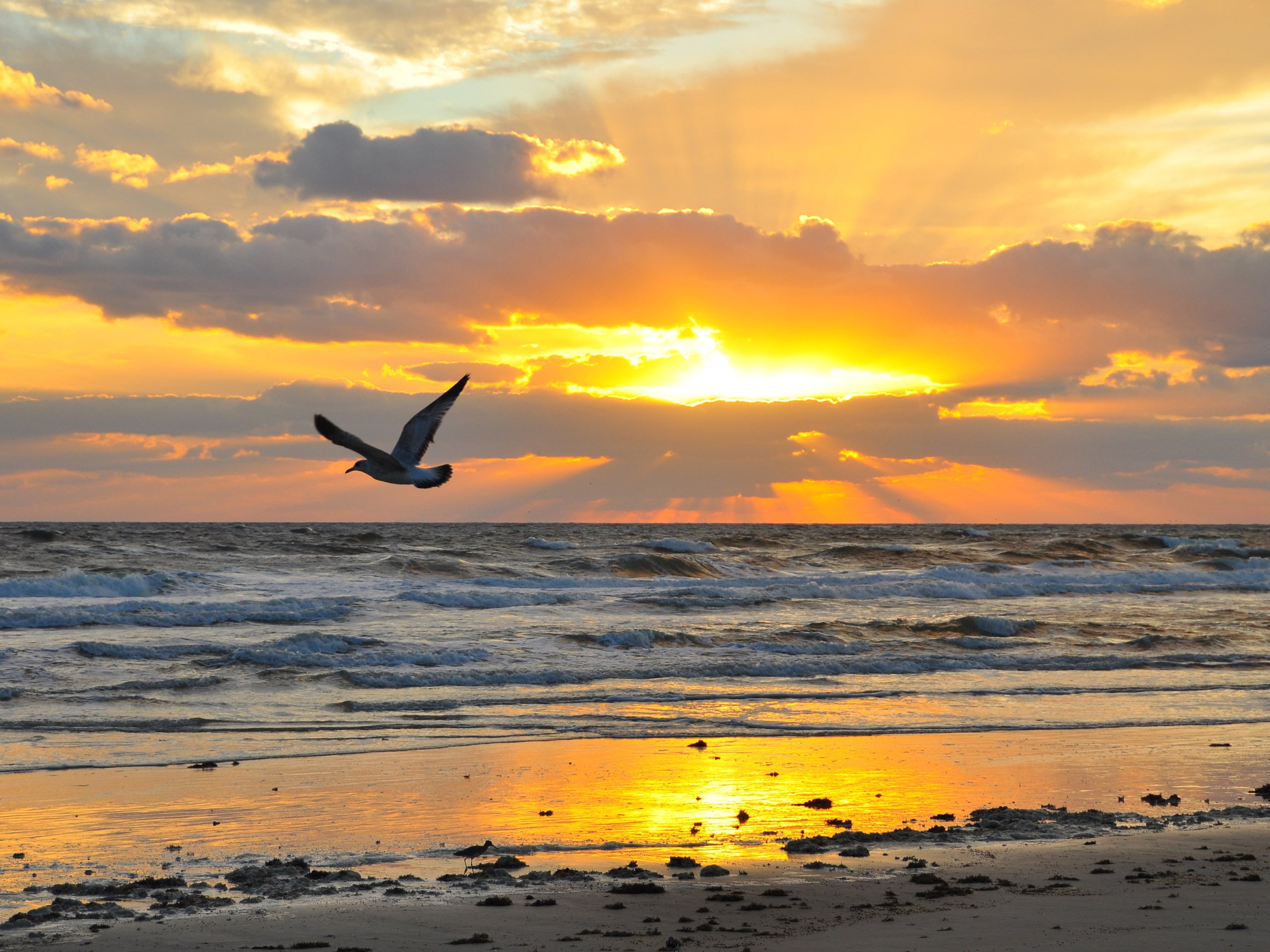 dawn, evening, outdoors, mid-air, seagull, no People, sun, sea, nature, tranquil Scene, silhouette, beauty In Nature, vacations, white, bird, vertebrate, HD Wallpaper