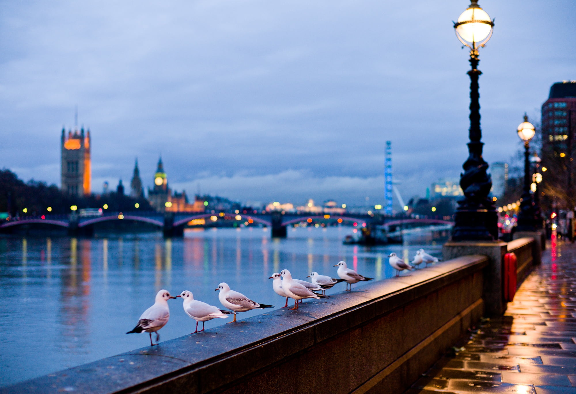 urban Scene, dusk, night, animal, bridge, white, travel Destinations, town, animals in the wild, twilight, flock, built Structure, cityscape, gulls, animal themes, HD Wallpaper