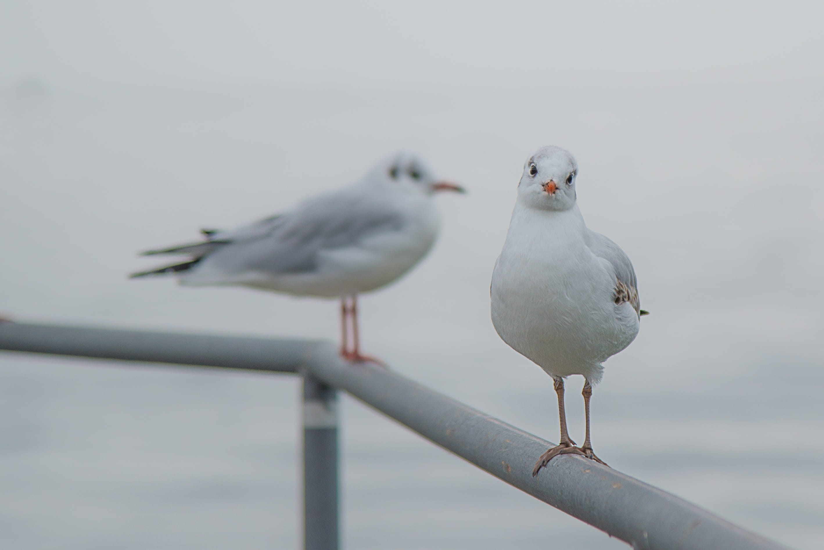 focus on foreground, seagull, animal themes, red, two, animal wildlife, day, 2K, beach, vertebrate, nature, seagulls, sea, group of animals, birds, gray, HD Wallpaper