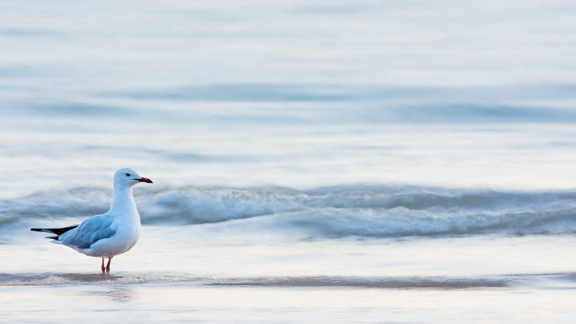 flying, white, scenics - nature, water, tranquil Scene, beauty In Nature, animal, sea, feather, summer, wave, 1080P, outdoors, beak, nature, animals In The Wild, HD Wallpaper