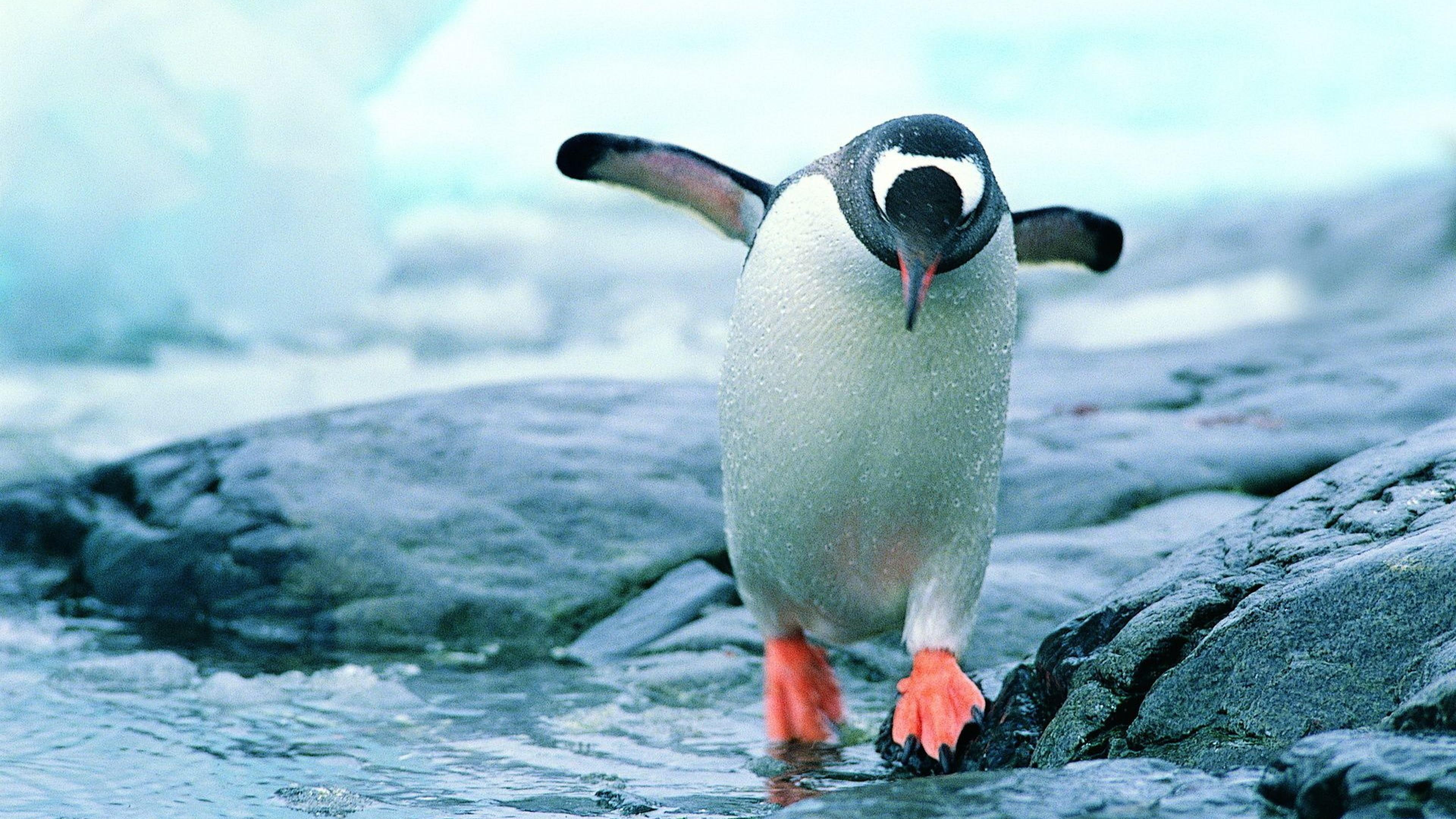 4K, beak, cute, seabird, flightless bird, rock, penguin, step, bird, water, HD Wallpaper