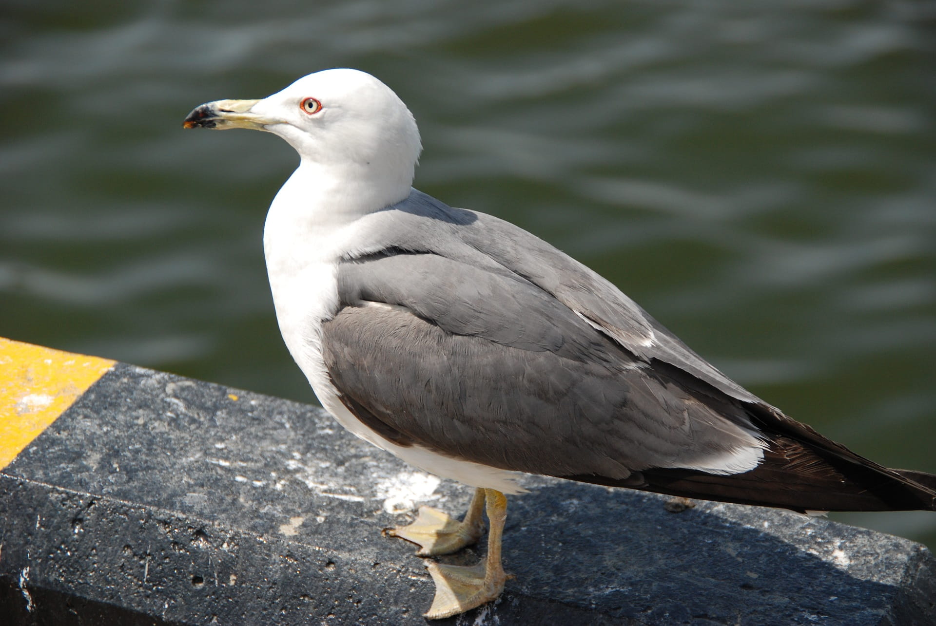 focus on foreground, Seagull, day, Wing, one animal, zoology, close-up, animals in the wild, incheon beach, animal wildlife, new, lake, 1080P, water, outdoors, HD Wallpaper