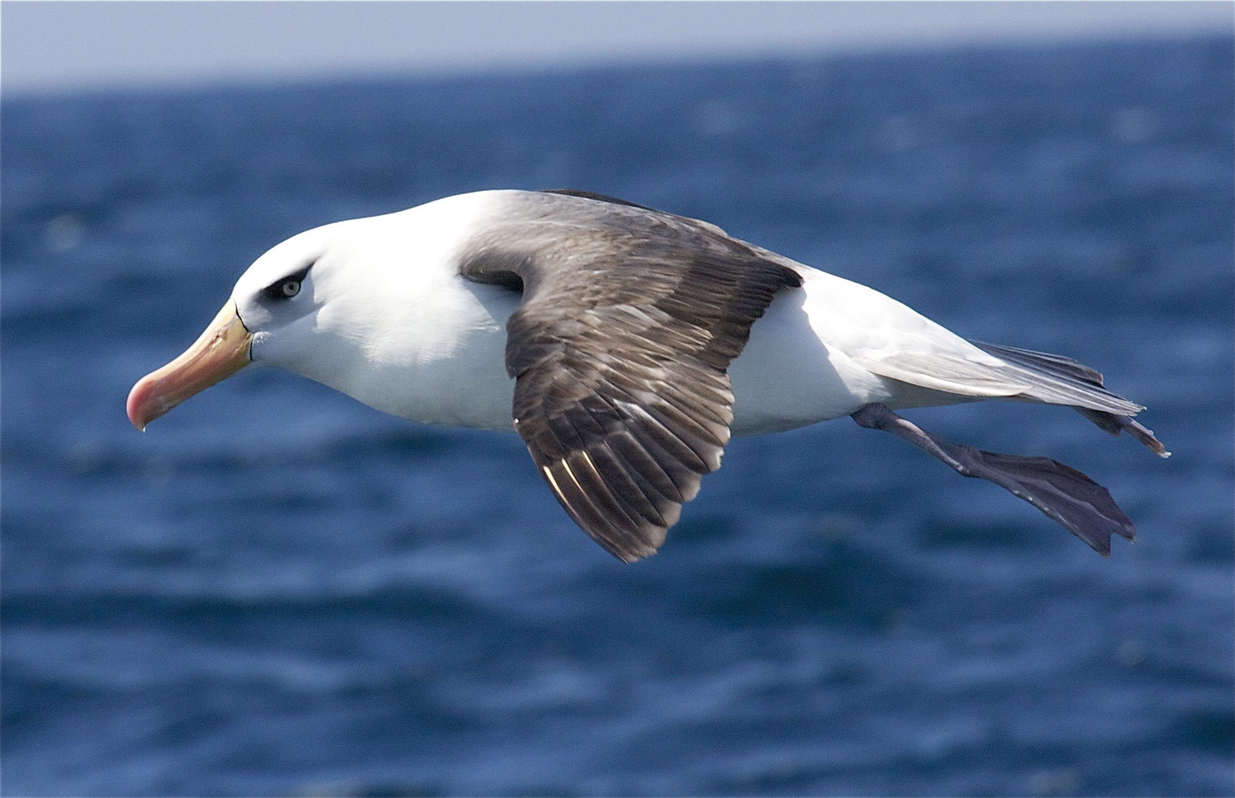 flying, water, seagull, birds, spread wings, focus on foreground, animals in the wild, nature, white color, close-up, bird, outdoors, 1080P, day, animal themes, HD Wallpaper