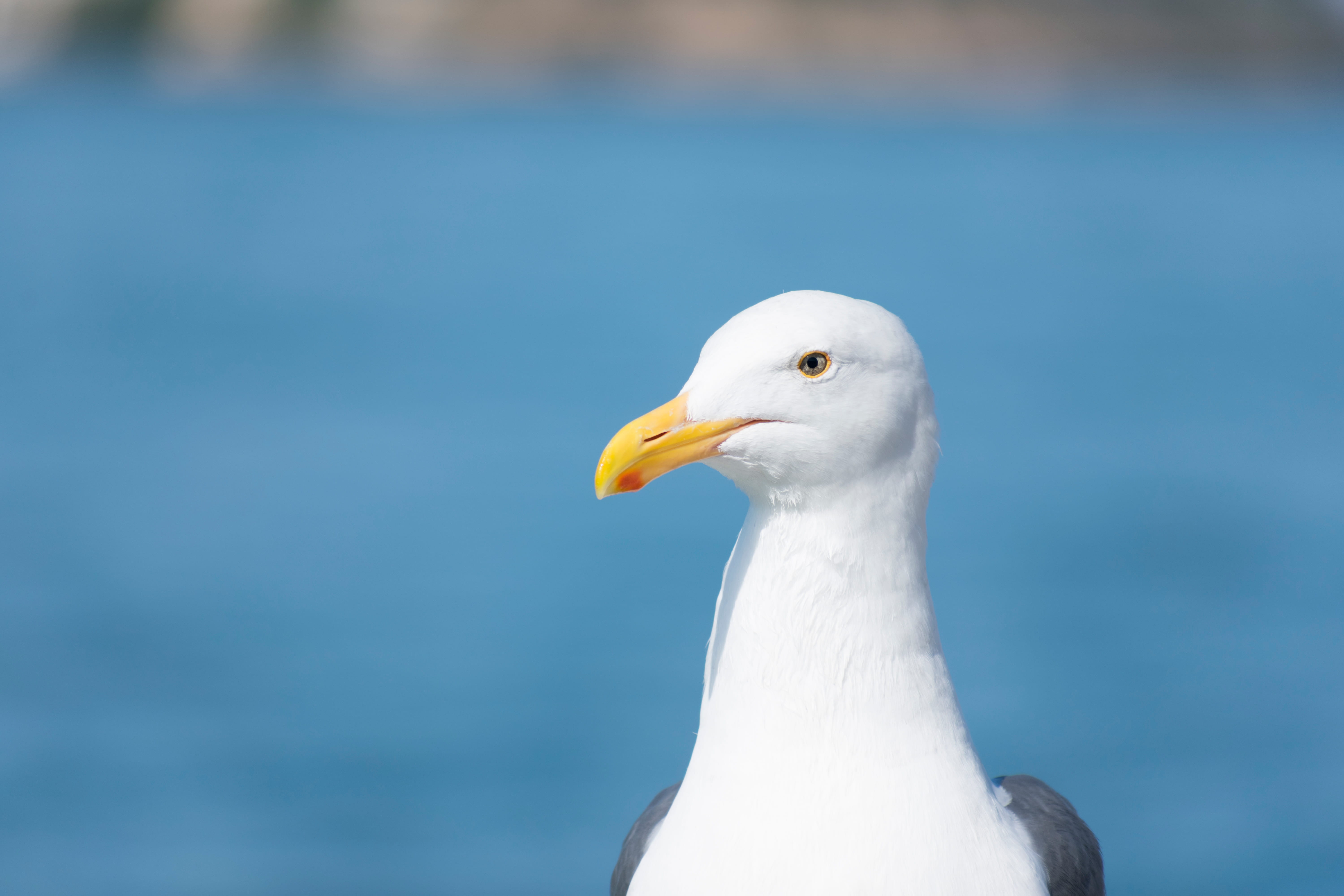 beauty in nature, blue, eye, close-up, day, 5K, animal, head, bill, beak, profile view, nature, seagull, seabird, focus on foreground, white, animal wildlife, HD Wallpaper