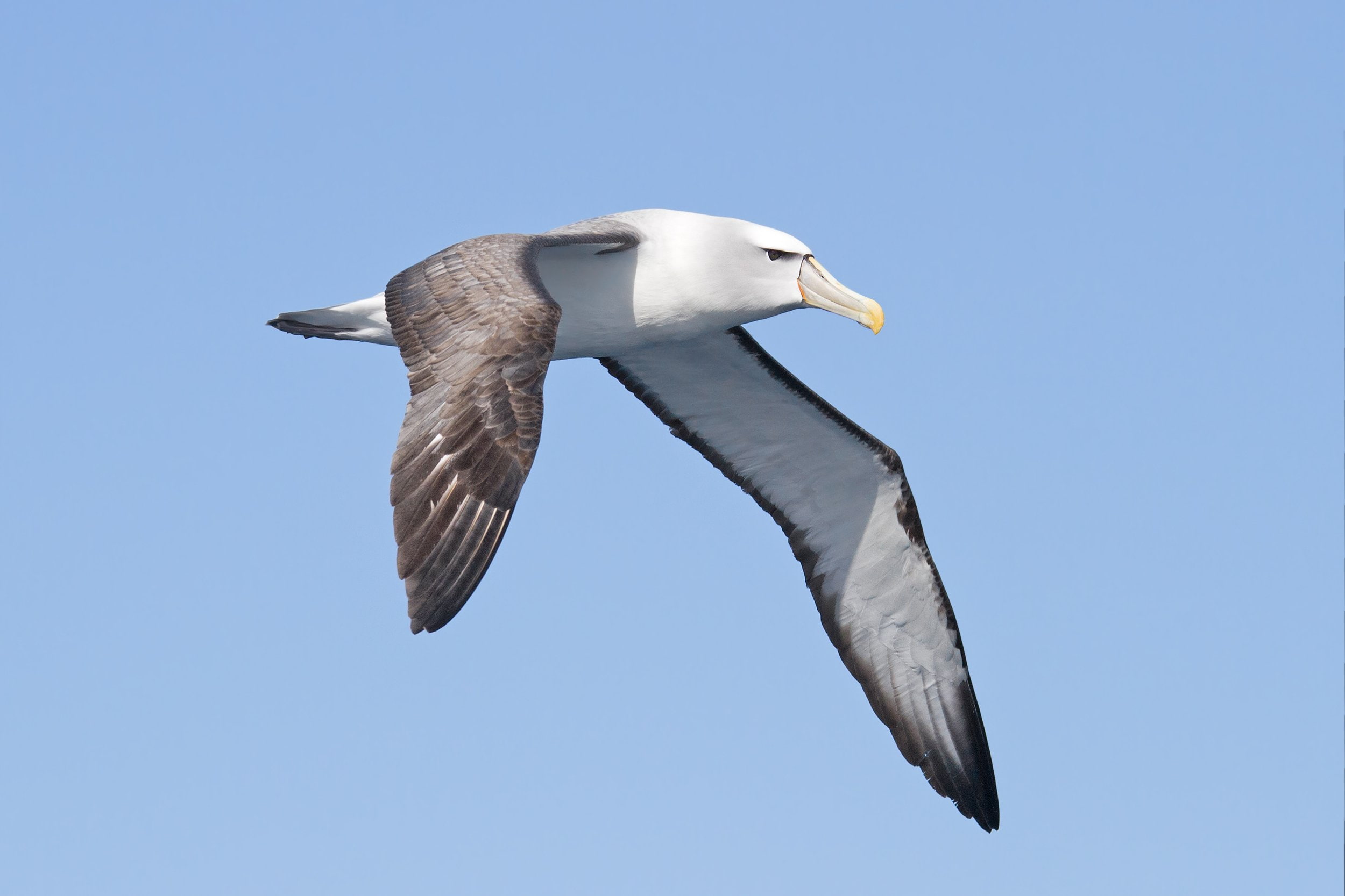 marine, flying, 1080P, Seabird, outdoors, sky, animal wildlife, animals in the wild, blue, Albatross, spread wings, birds, one animal, seagull, no people, HD Wallpaper