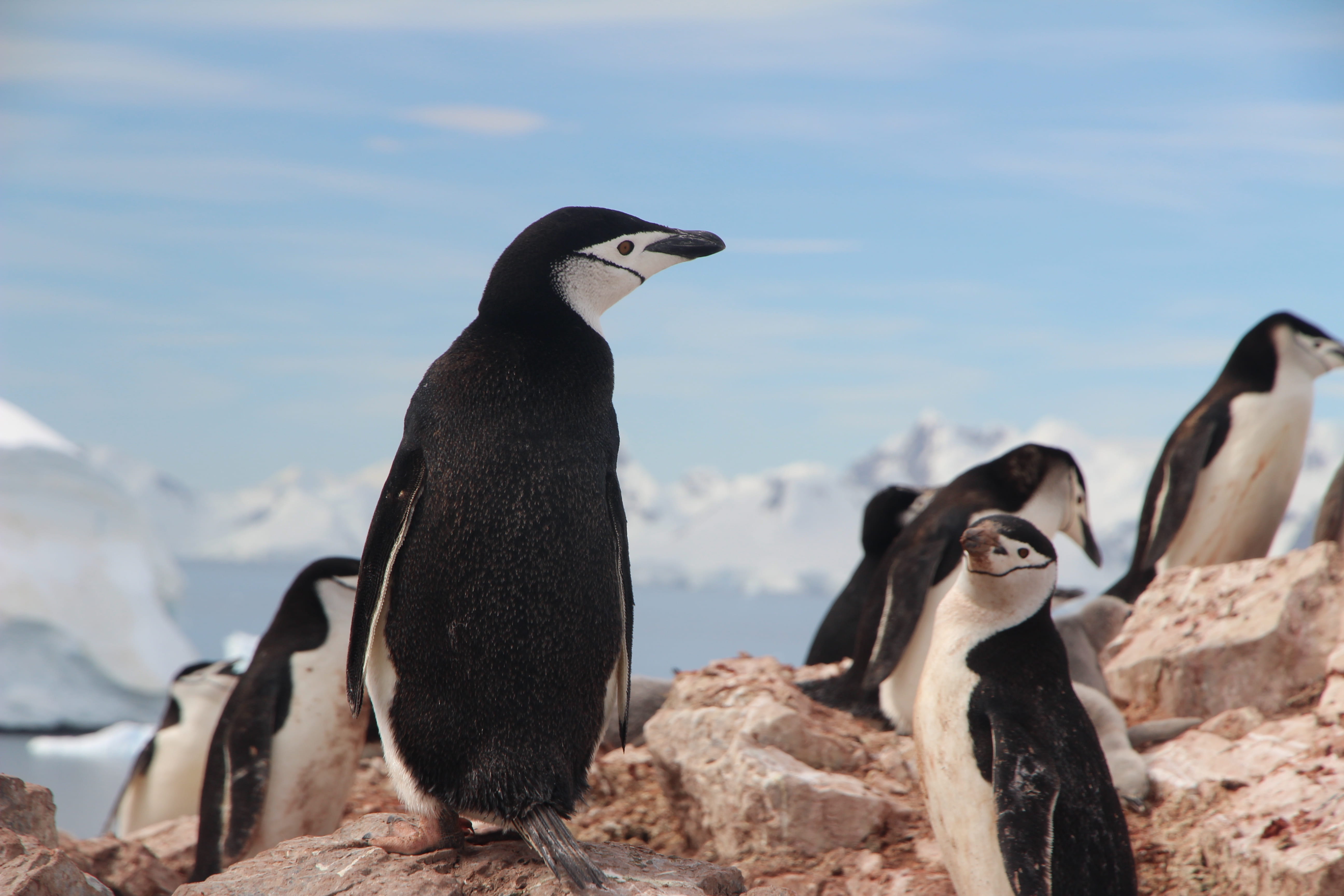 black, chinstrap, solid, nature, penguin, animal wildlife, vertebrate, rock - object, formation, ice, penguins, 5K, winter, cold, seabird, group of animals, HD Wallpaper