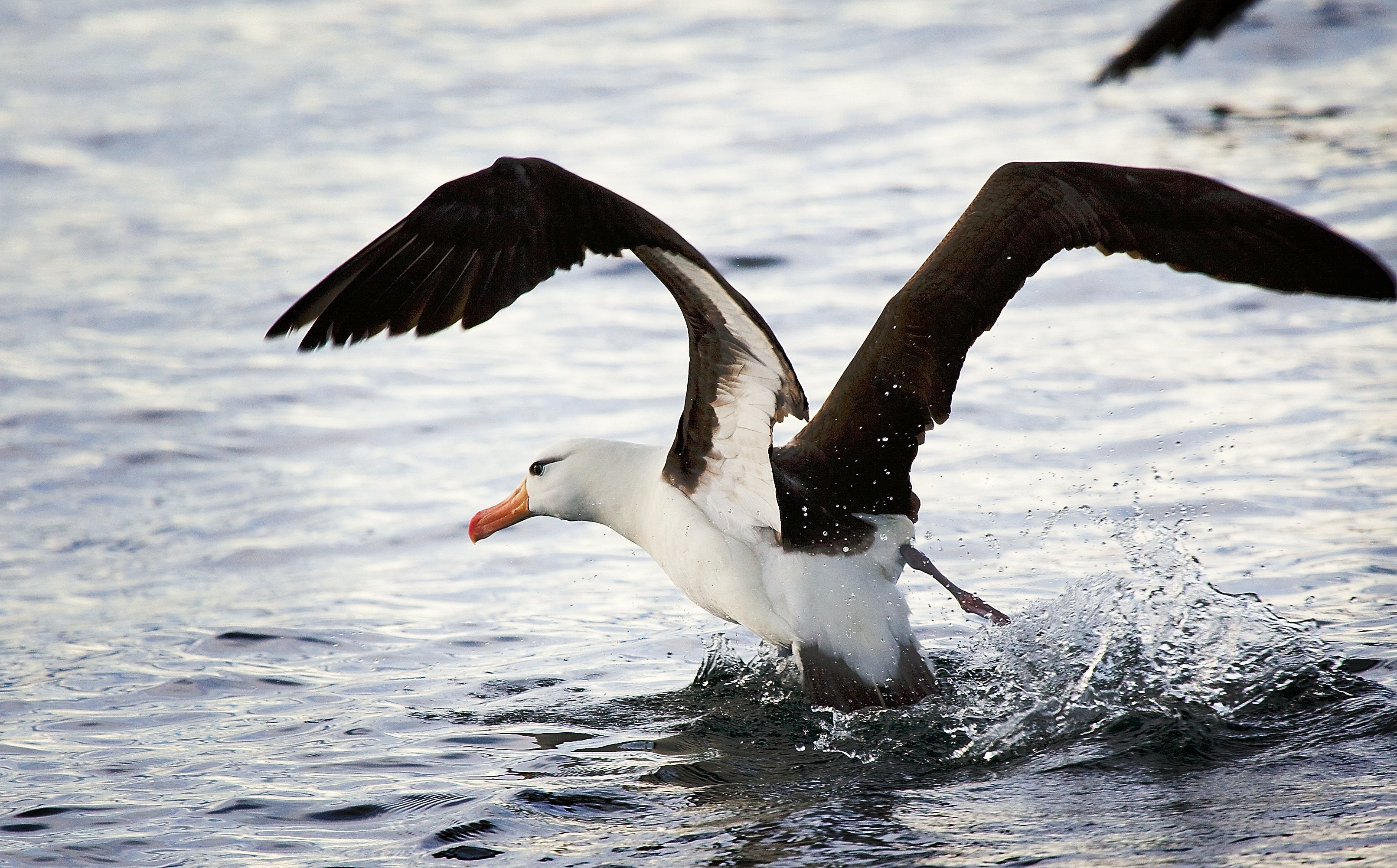 animal wing, bird, flying, animal wildlife, sea, animal themes, water, flapping, waterfront, focus on foreground, vertebrate, no people, day, one animal, HD Wallpaper