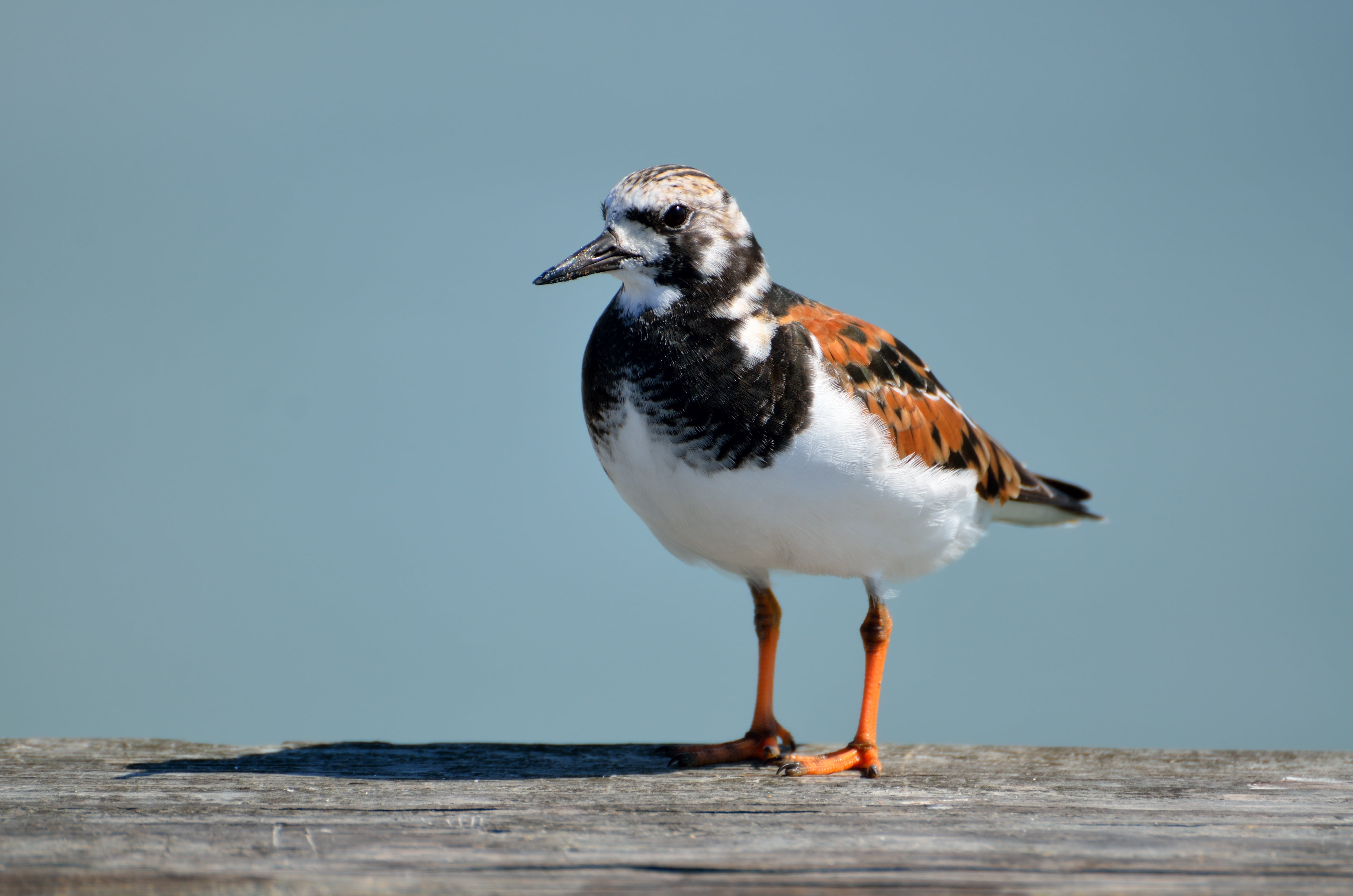 bird, animals in the wild, plumage, beach, animal wildlife, full length, perching, america, animal, day, fauna, no people, wild, south, ocean, 4K, vertebrate, HD Wallpaper