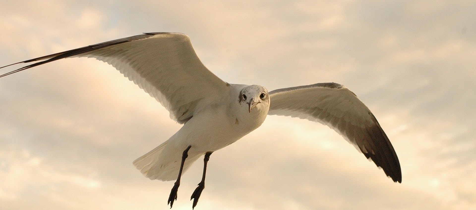 low angle view, portrait, animal wing, no people, vertebrate, spread wings, wildlife, bird of prey, in flight, one animal, outdoors, 1080P, nature, sky, HD Wallpaper