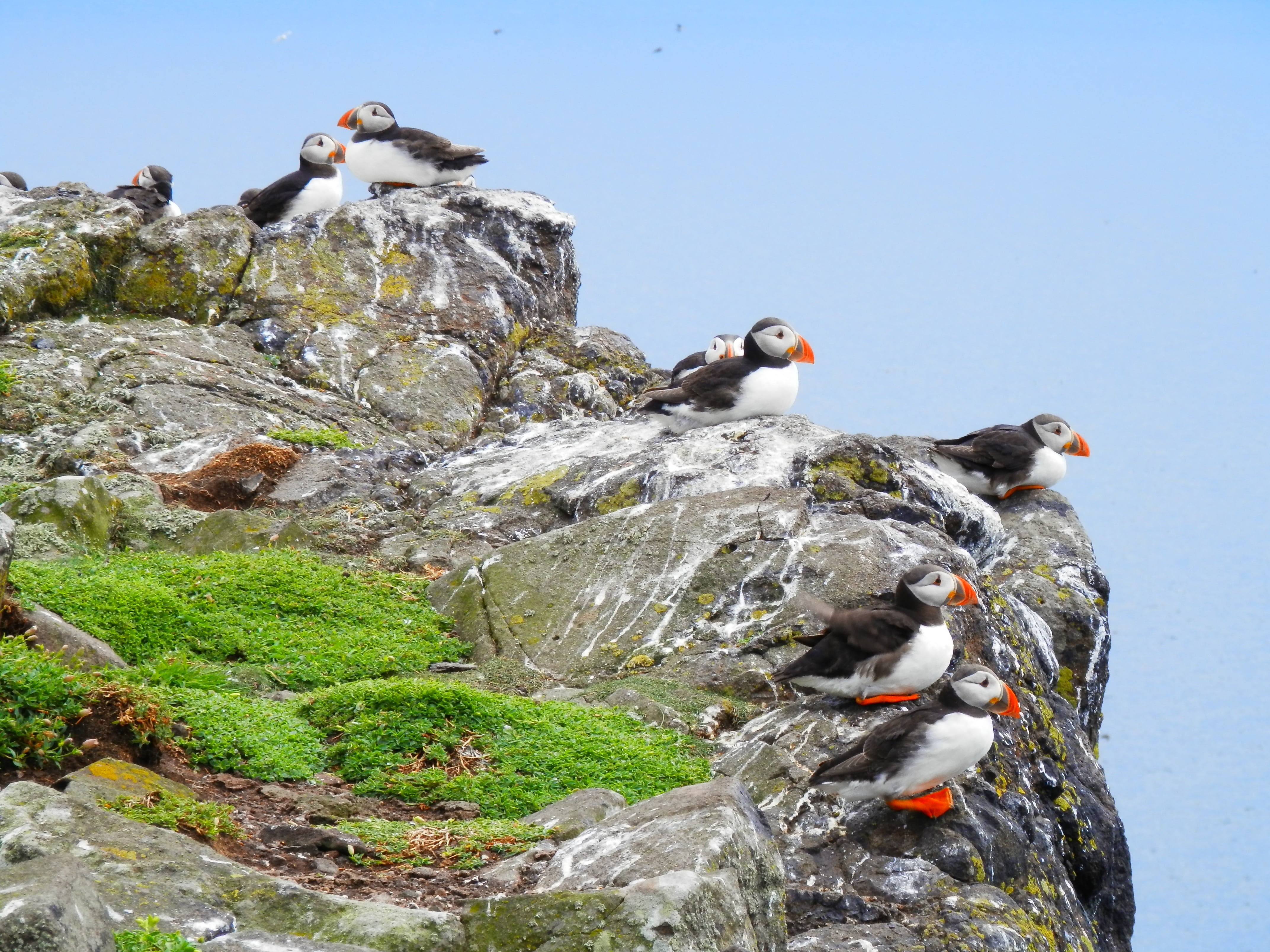 animal wildlife, bird, solid, perching, outdoors, seabird, 4K, beauty in nature, wild, vertebrate, animal themes, day, rock, water, sky, seagull, puffins, HD Wallpaper