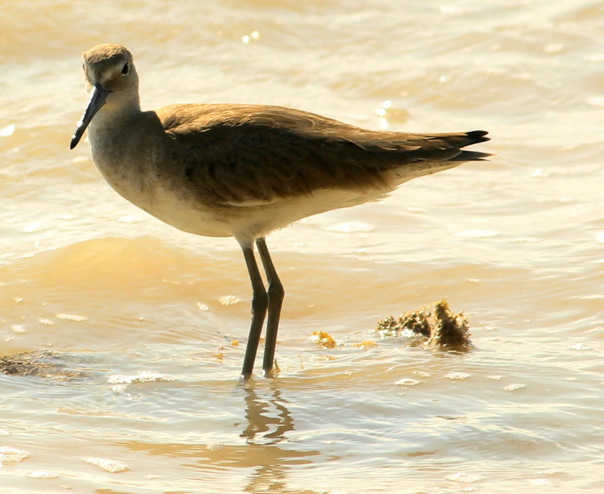 beach, seabird, wading, seagull, nature, 1080P, day, focus on foreground, lesser yellowlegs, water bird, animal, side view, wildlife, waterfront, shorebird, HD Wallpaper