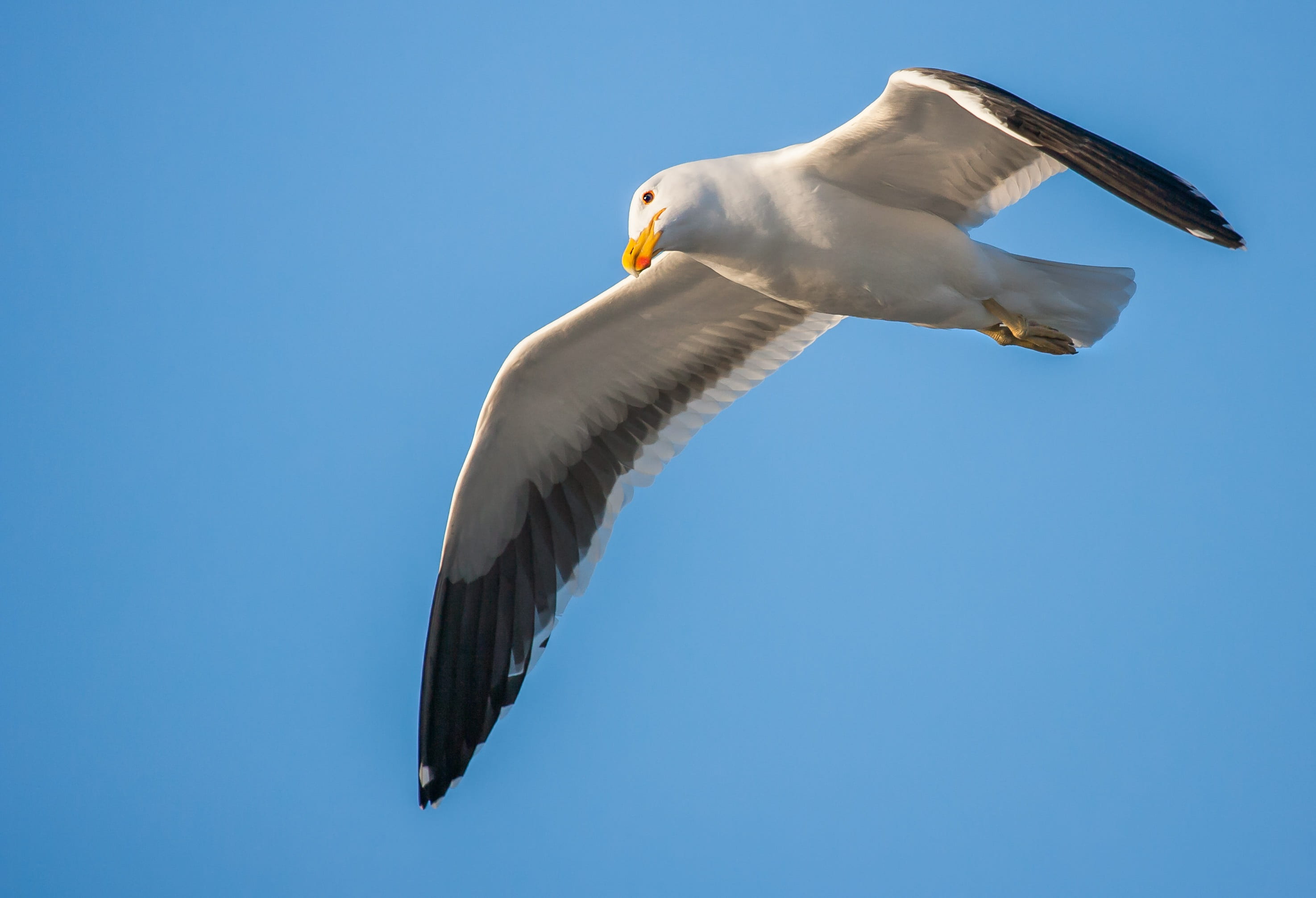 animal wing, blue, avian, vertebrate, flying, no people, profile view, animal, seagull, sunrise beach, cape town, one animal, animal wildlife, 2K, animal themes, HD Wallpaper